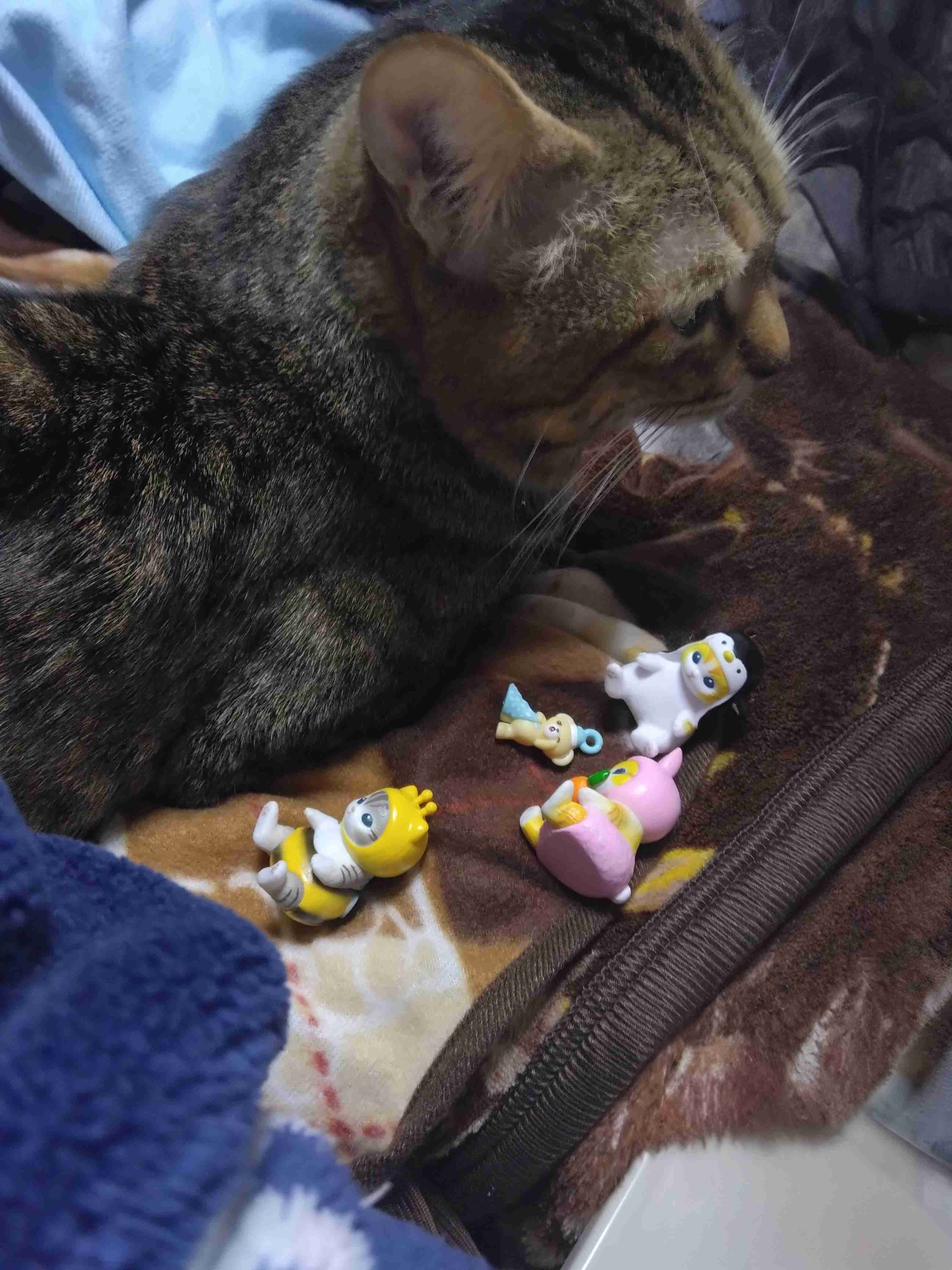 がるちゃん猫カフェ117号店開店しました♪(初めての方も大歓迎♪)