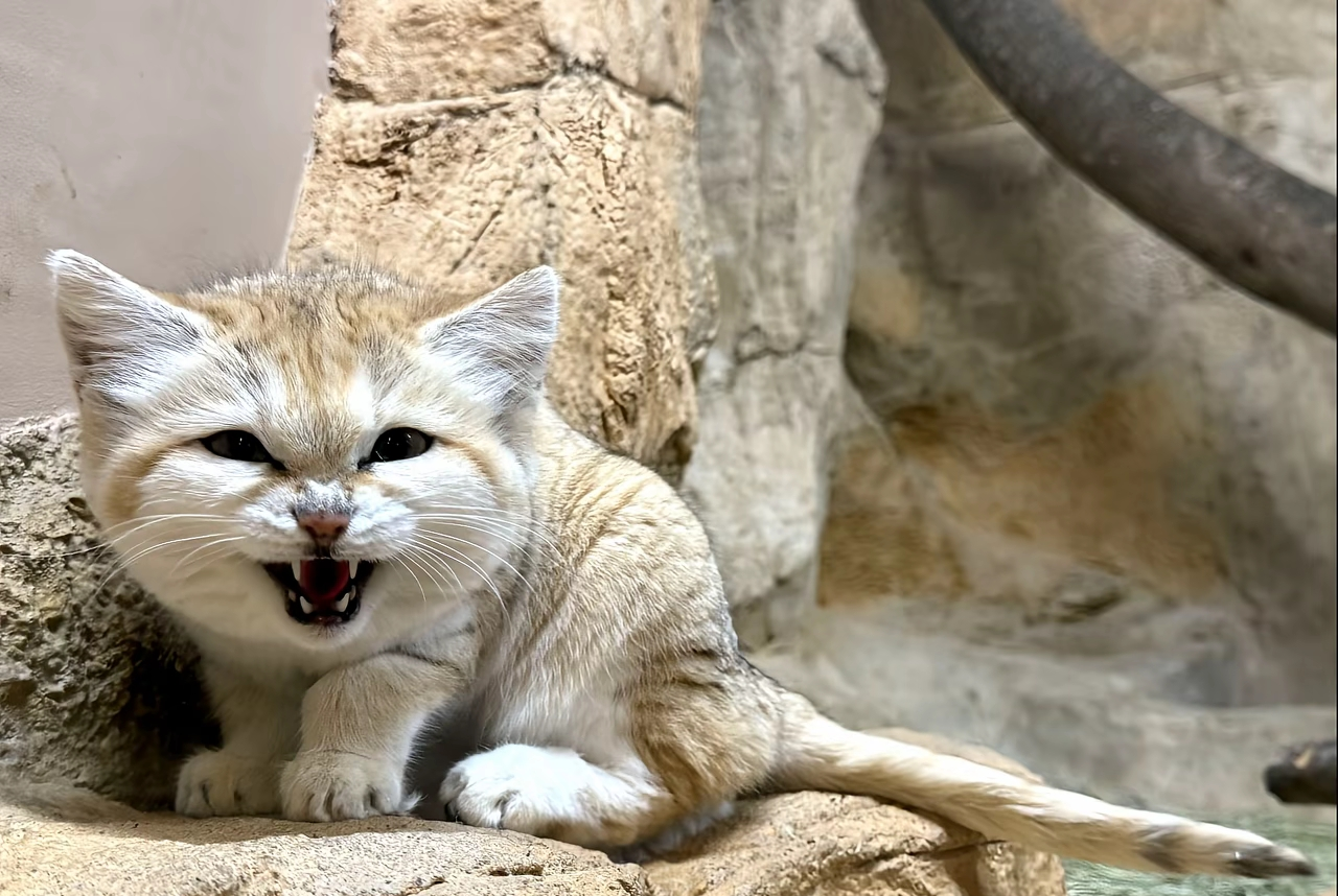 がるちゃん猫カフェ117号店開店しました♪(初めての方も大歓迎♪)