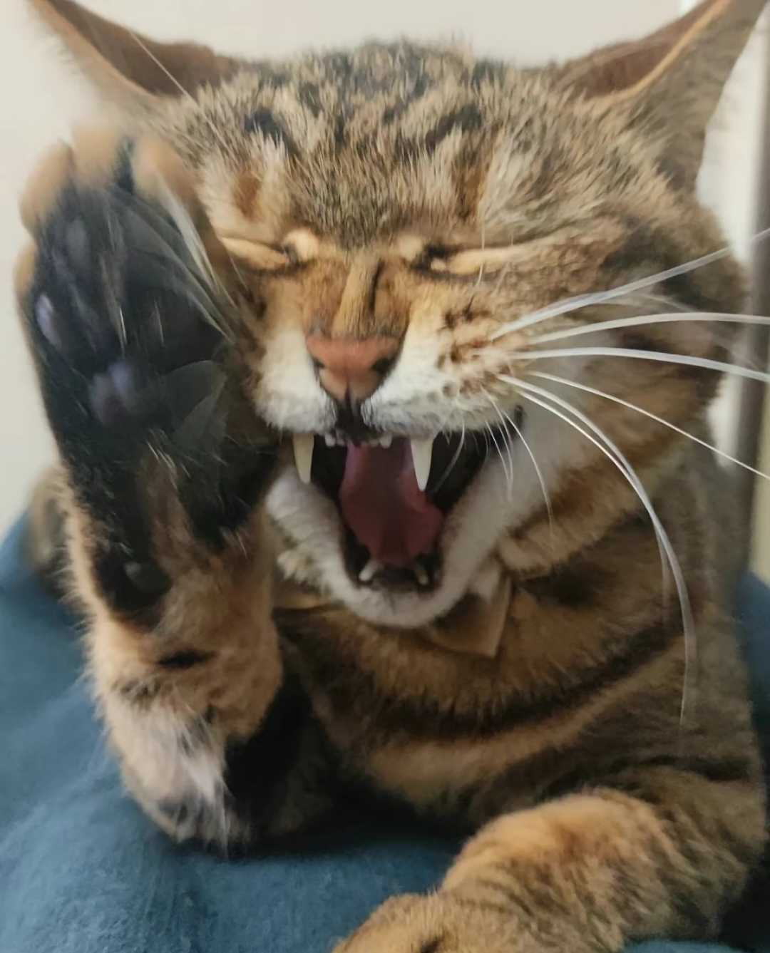 がるちゃん猫カフェ117号店開店しました♪(初めての方も大歓迎♪)