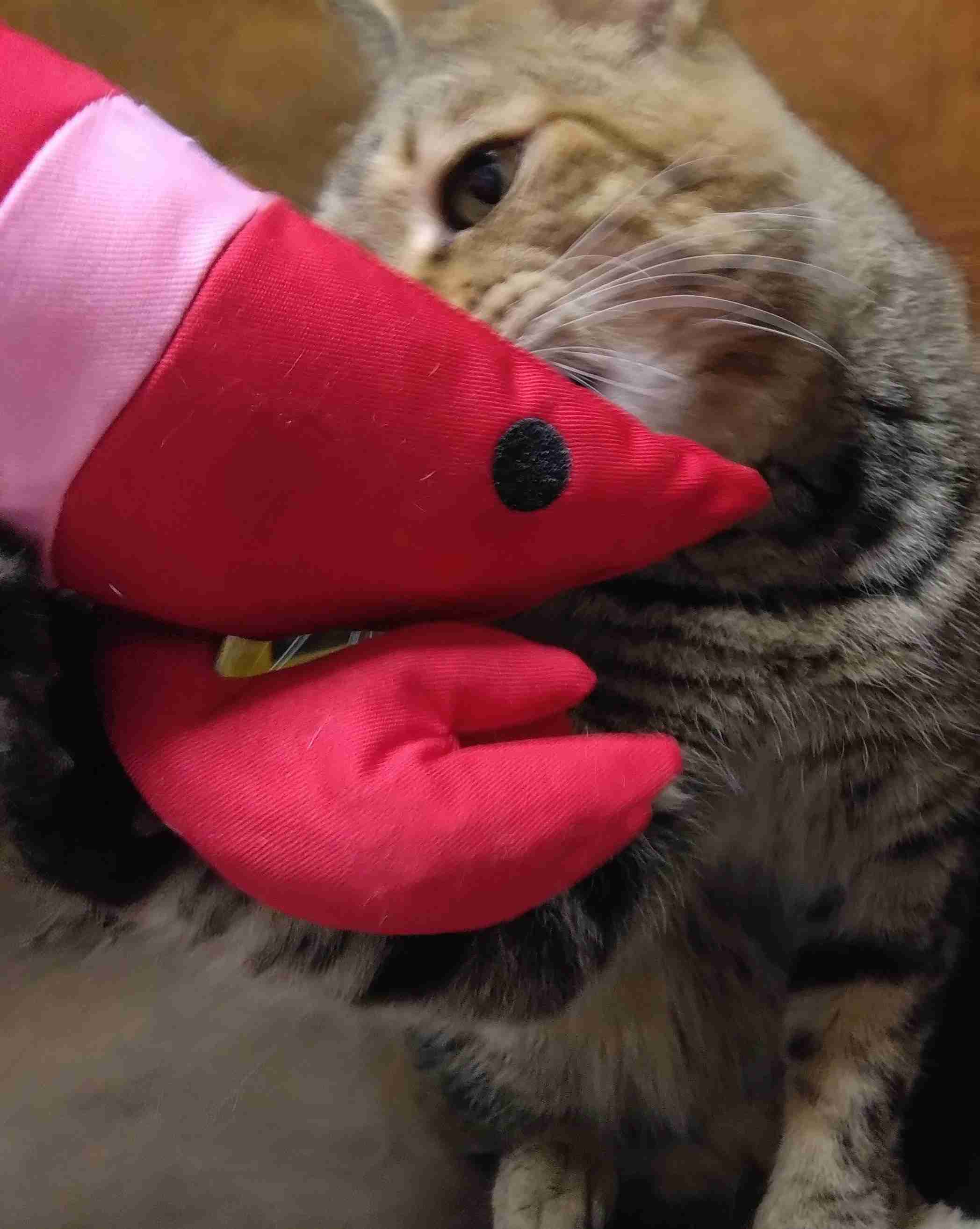 がるちゃん猫カフェ117号店開店しました♪(初めての方も大歓迎♪)
