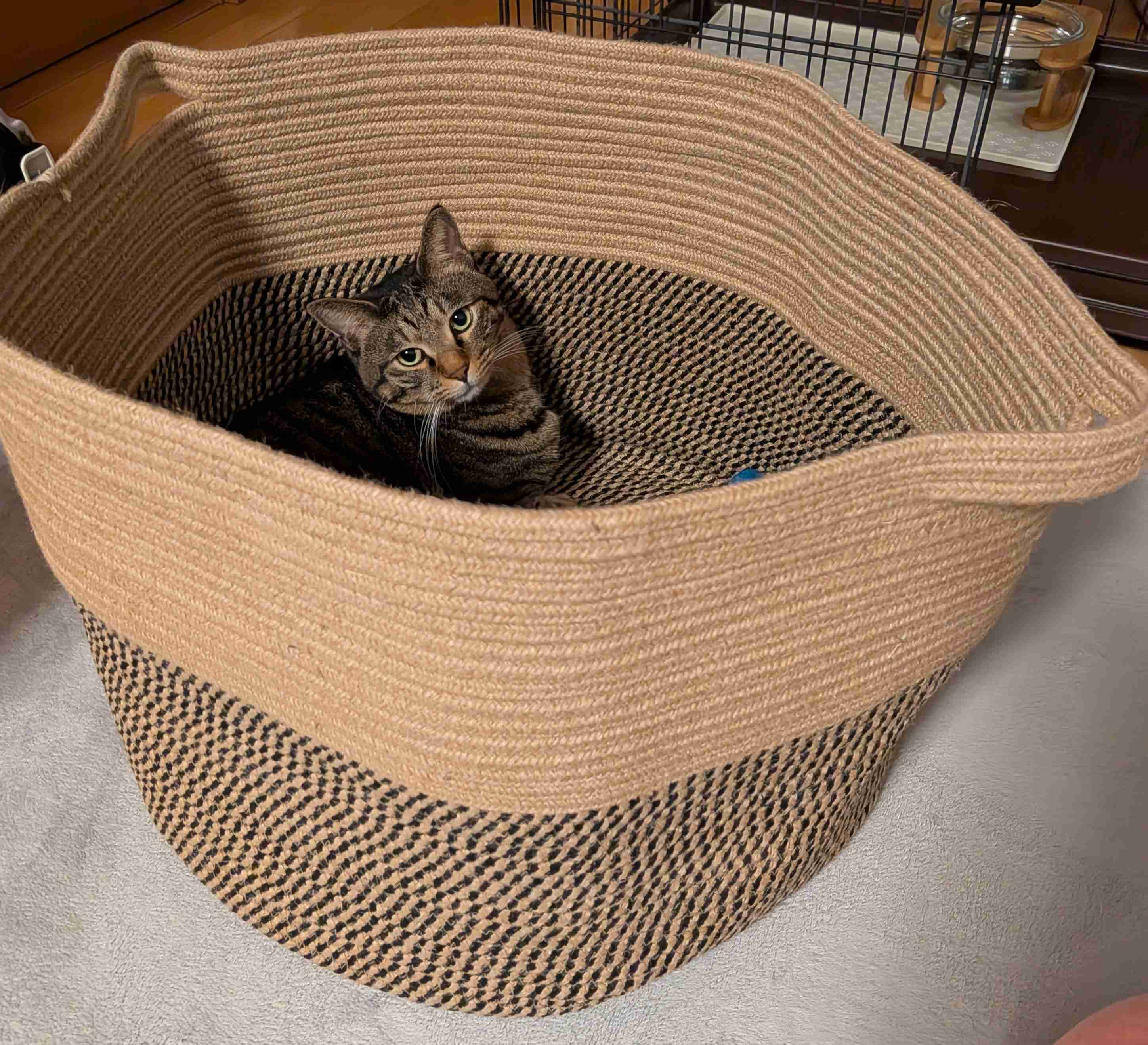 がるちゃん猫カフェ117号店開店しました♪(初めての方も大歓迎♪)