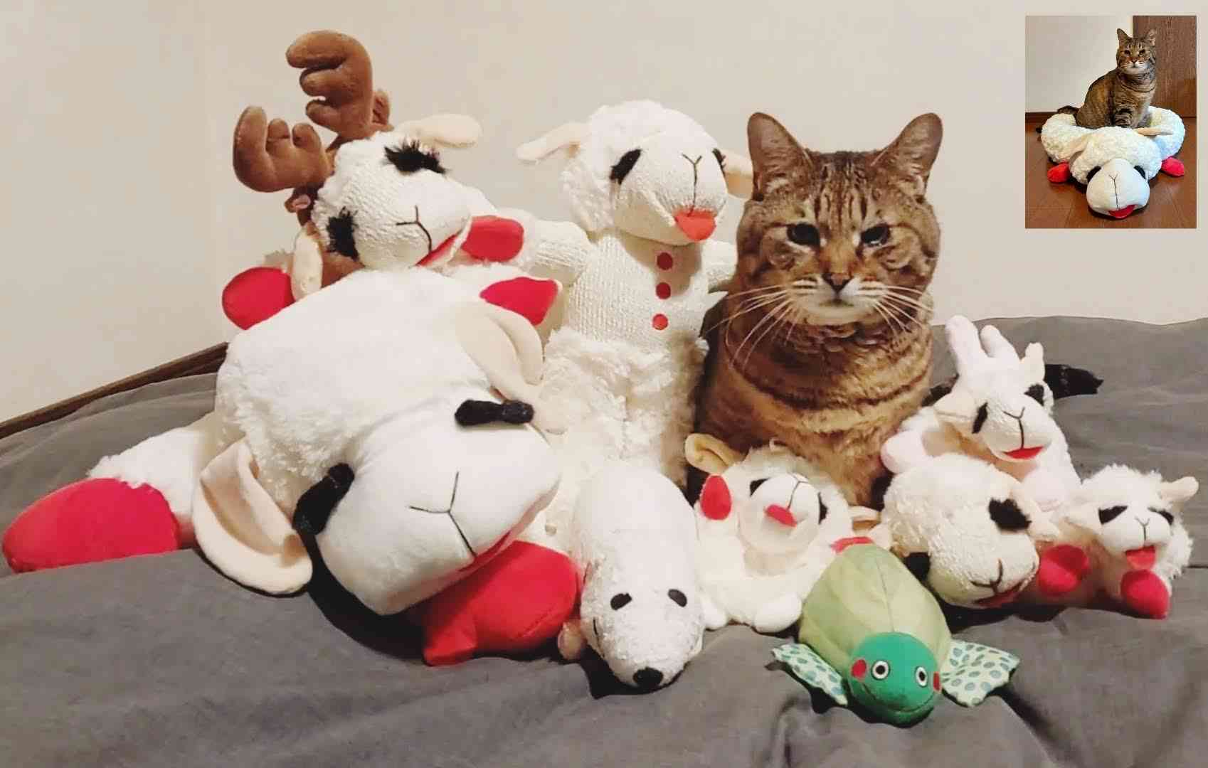 がるちゃん猫カフェ117号店開店しました♪(初めての方も大歓迎♪)