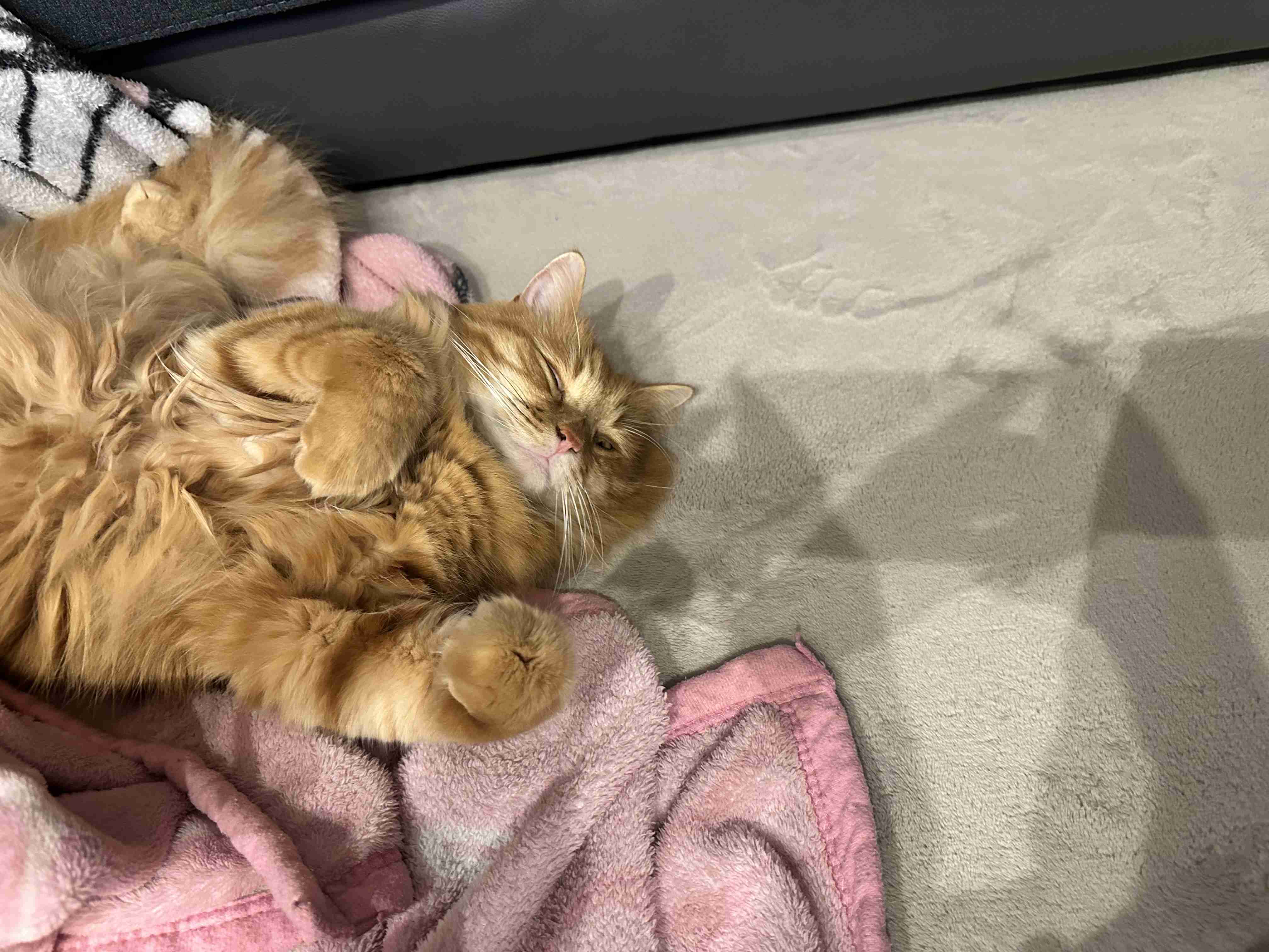 がるちゃん猫カフェ117号店開店しました♪(初めての方も大歓迎♪)