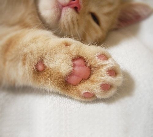 がるちゃん猫カフェ117号店開店しました♪(初めての方も大歓迎♪)