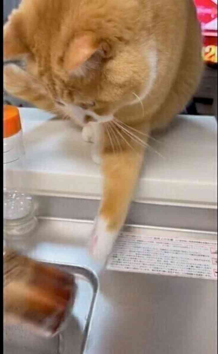 がるちゃん猫カフェ117号店開店しました♪(初めての方も大歓迎♪)
