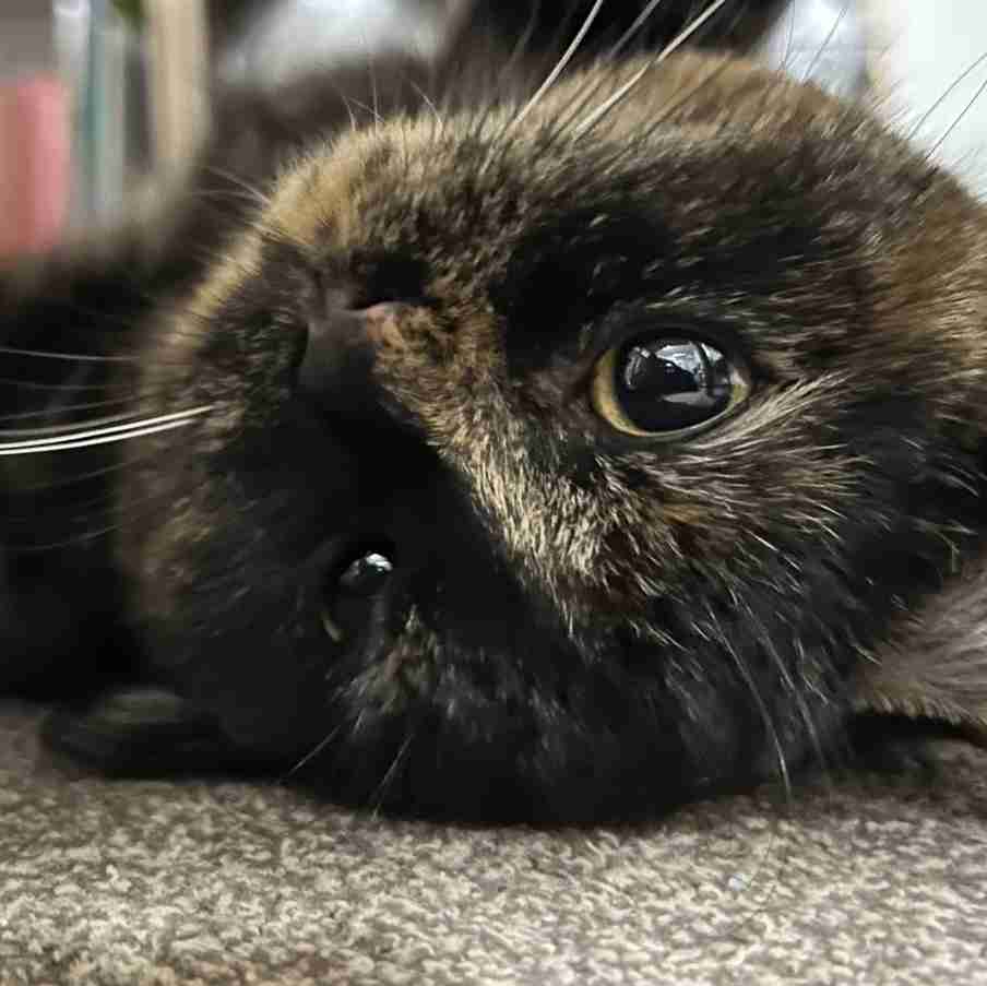 がるちゃん猫カフェ117号店開店しました♪(初めての方も大歓迎♪)