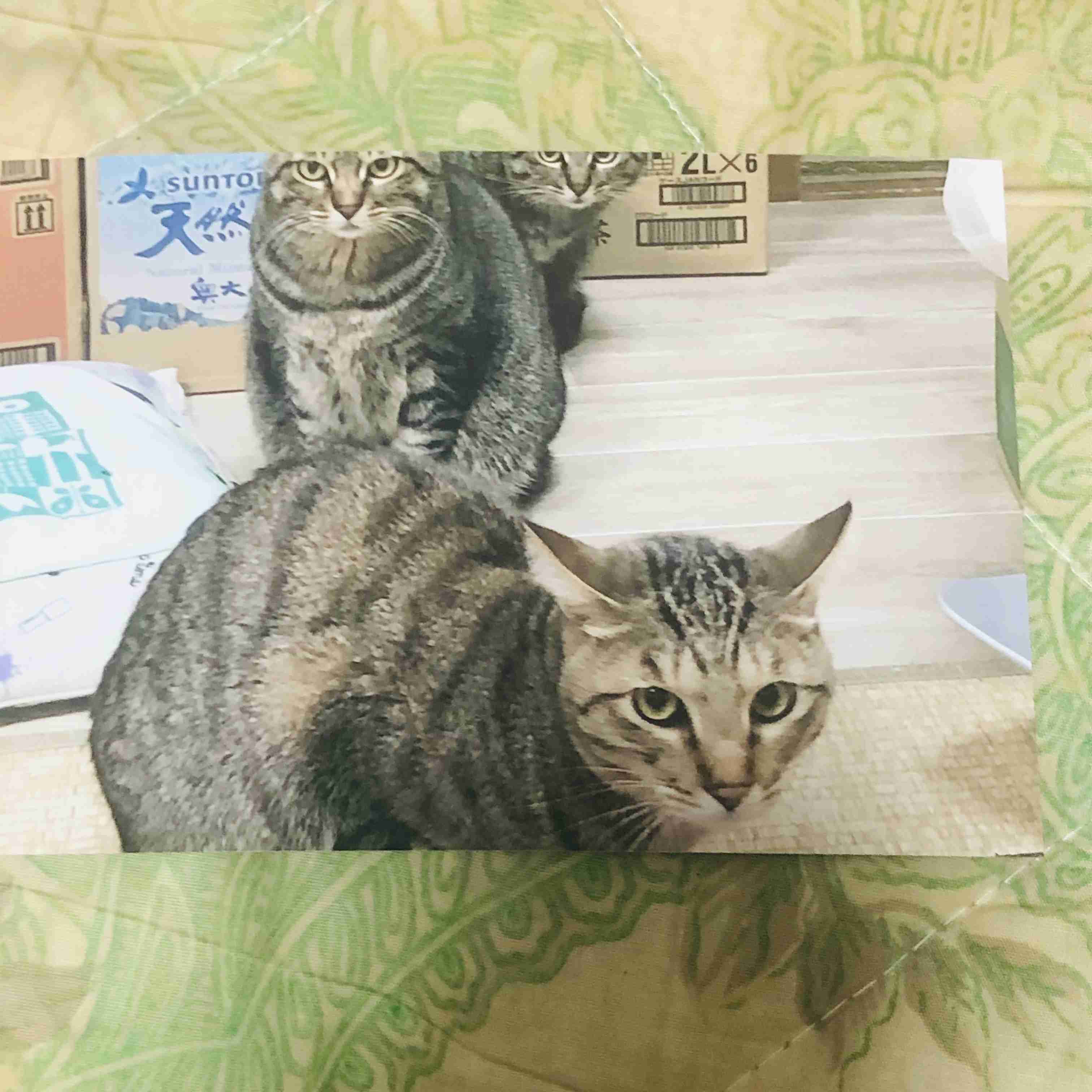 がるちゃん猫カフェ117号店開店しました♪(初めての方も大歓迎♪)
