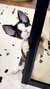 がるちゃん猫カフェ117号店開店しました♪(初めての方も大歓迎♪)