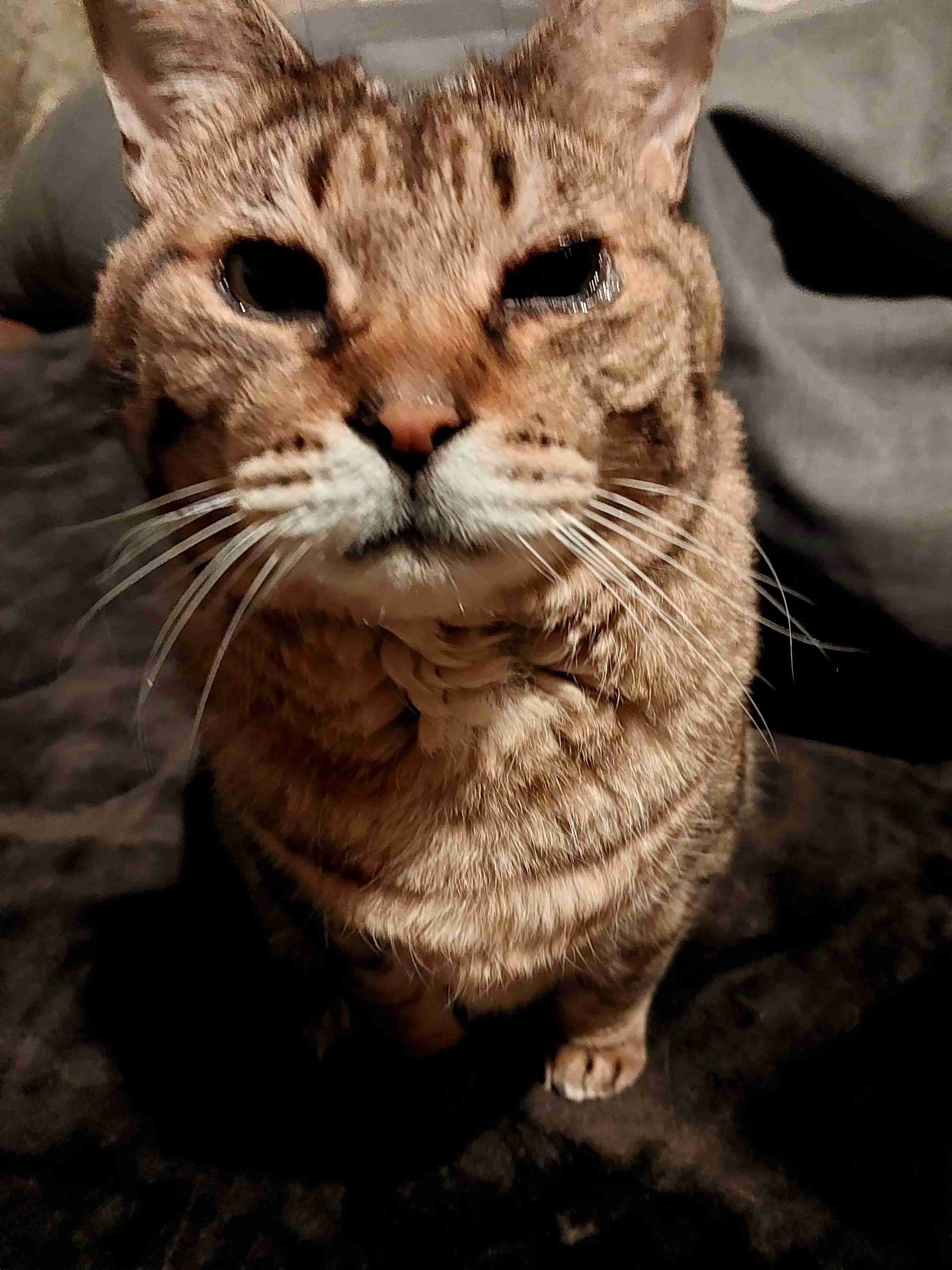 がるちゃん猫カフェ117号店開店しました♪(初めての方も大歓迎♪)