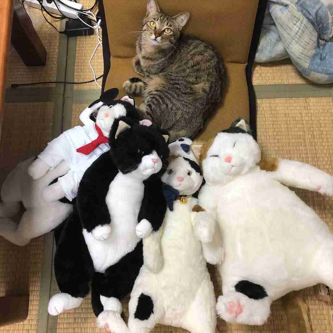 がるちゃん猫カフェ117号店開店しました♪(初めての方も大歓迎♪)