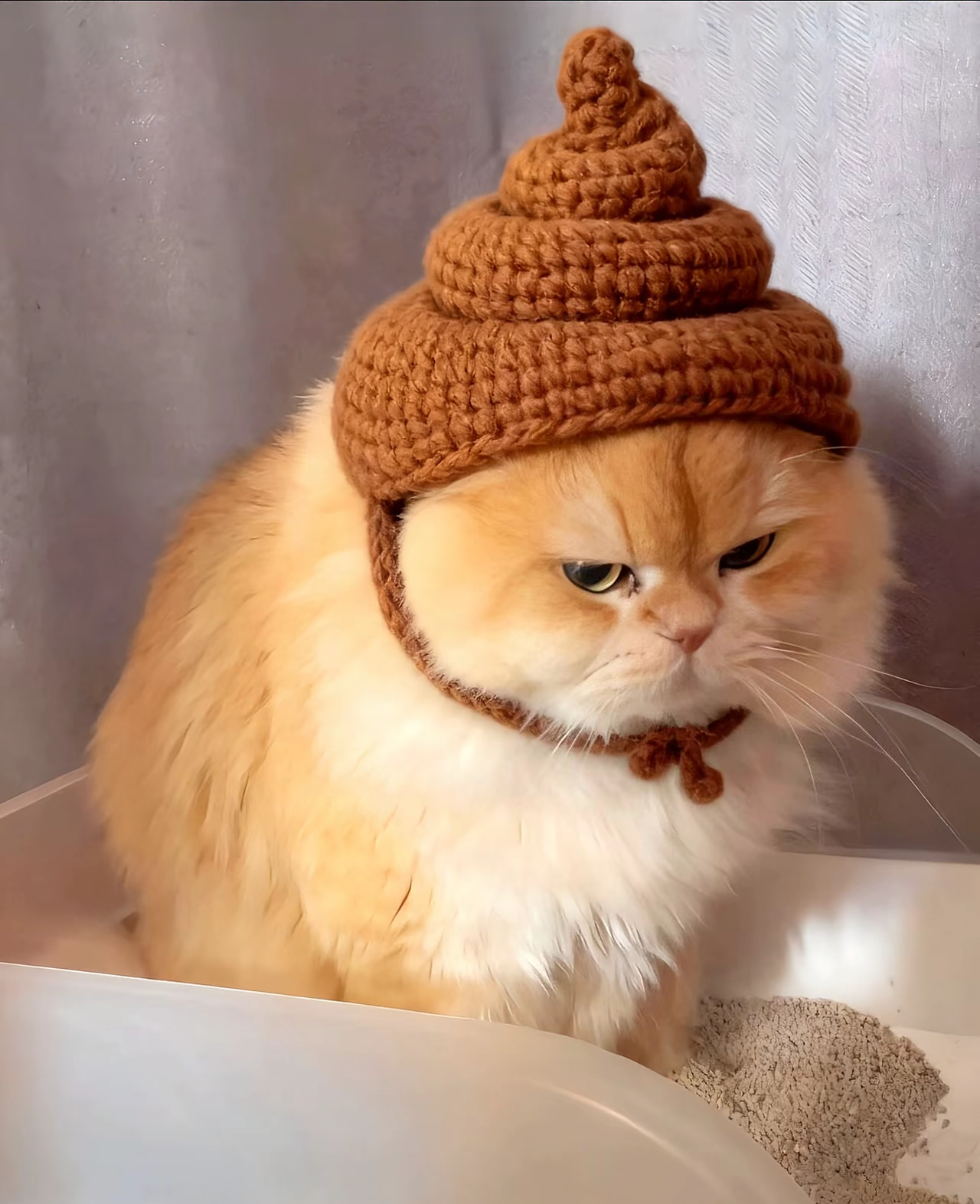 がるちゃん猫カフェ117号店開店しました♪(初めての方も大歓迎♪)