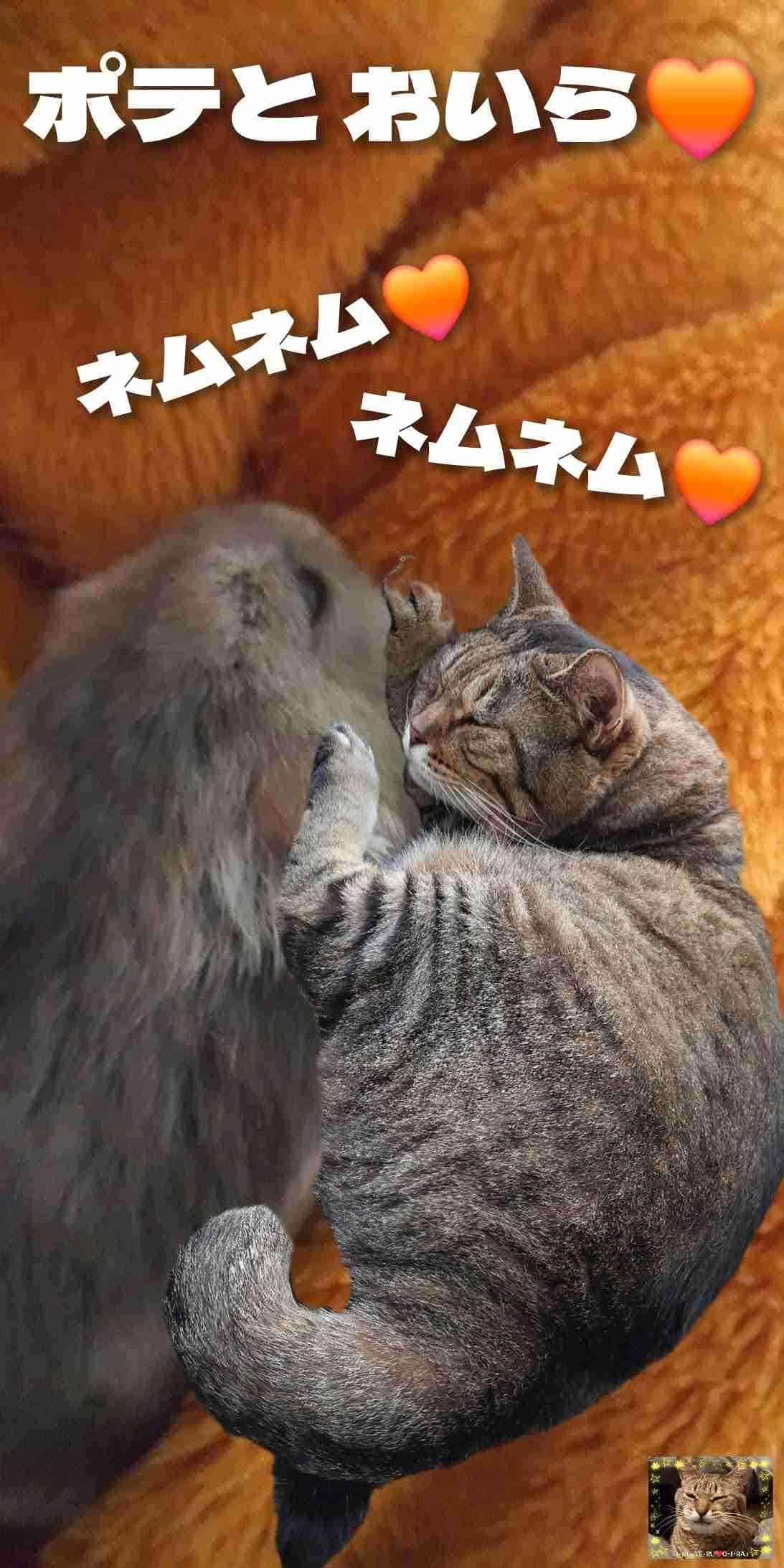 がるちゃん猫カフェ117号店開店しました♪(初めての方も大歓迎♪)
