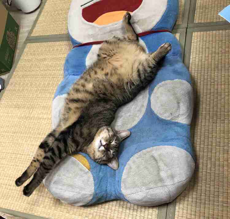 がるちゃん猫カフェ117号店開店しました♪(初めての方も大歓迎♪)