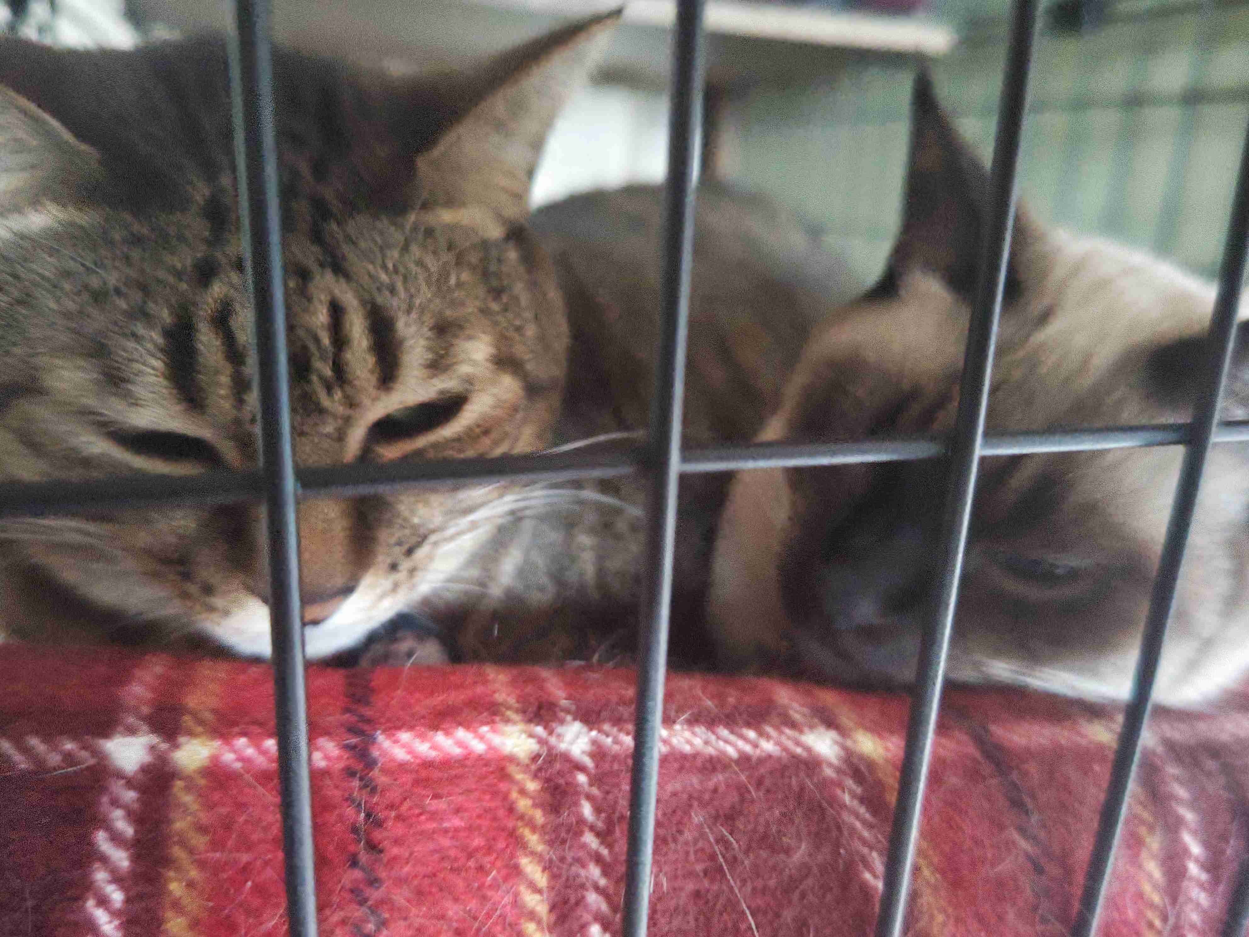 がるちゃん猫カフェ117号店開店しました♪(初めての方も大歓迎♪)