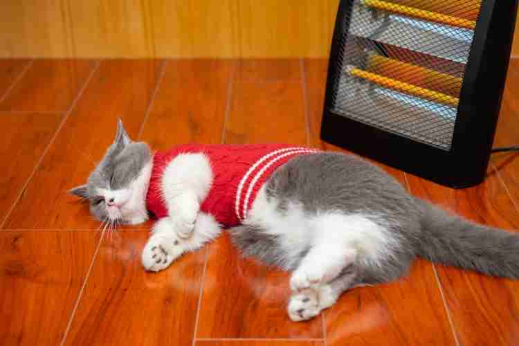 がるちゃん猫カフェ117号店開店しました♪(初めての方も大歓迎♪)