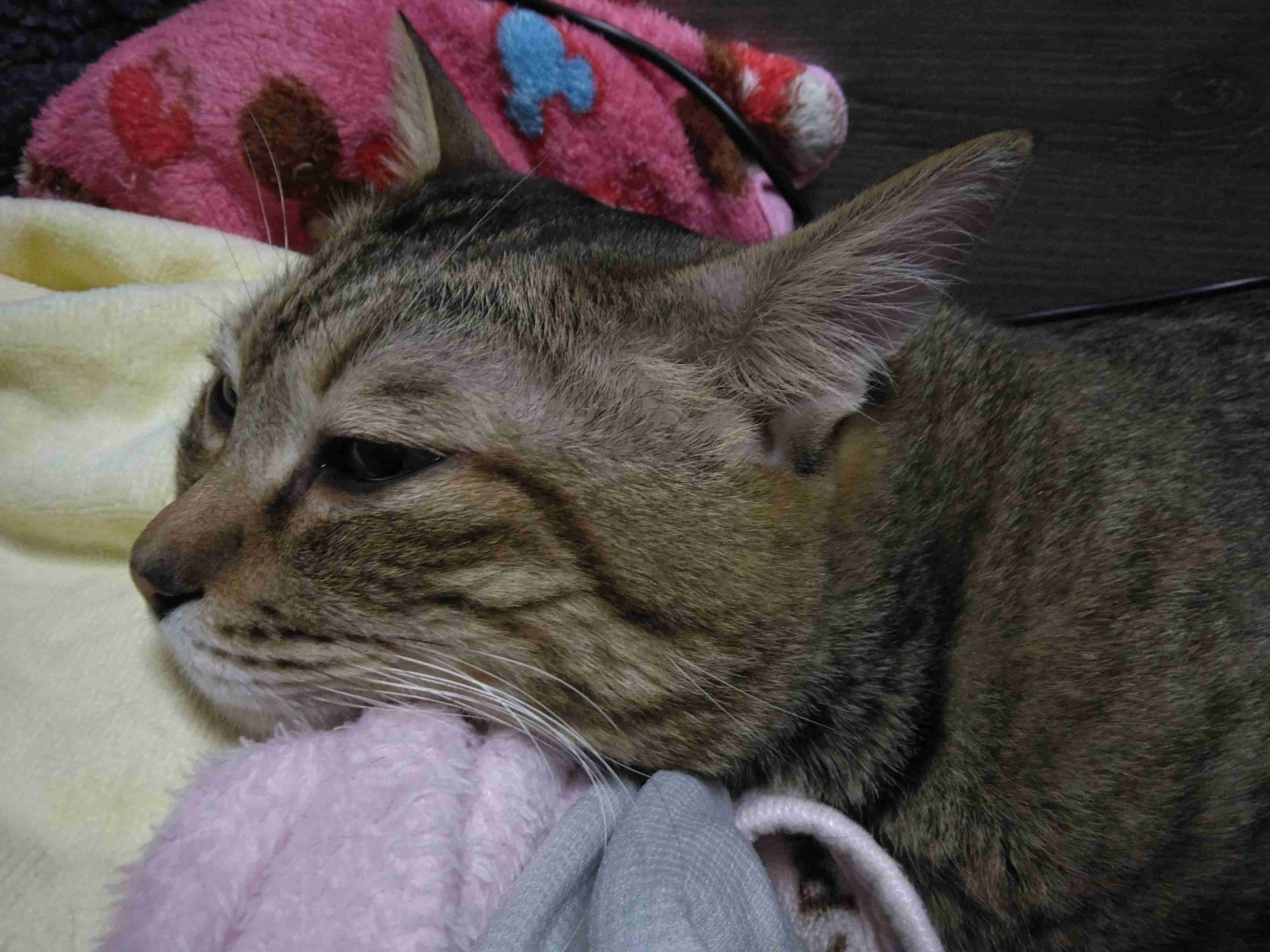 がるちゃん猫カフェ117号店開店しました♪(初めての方も大歓迎♪)