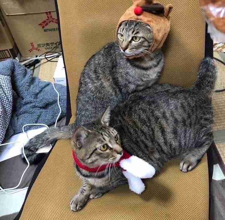 がるちゃん猫カフェ117号店開店しました♪(初めての方も大歓迎♪)