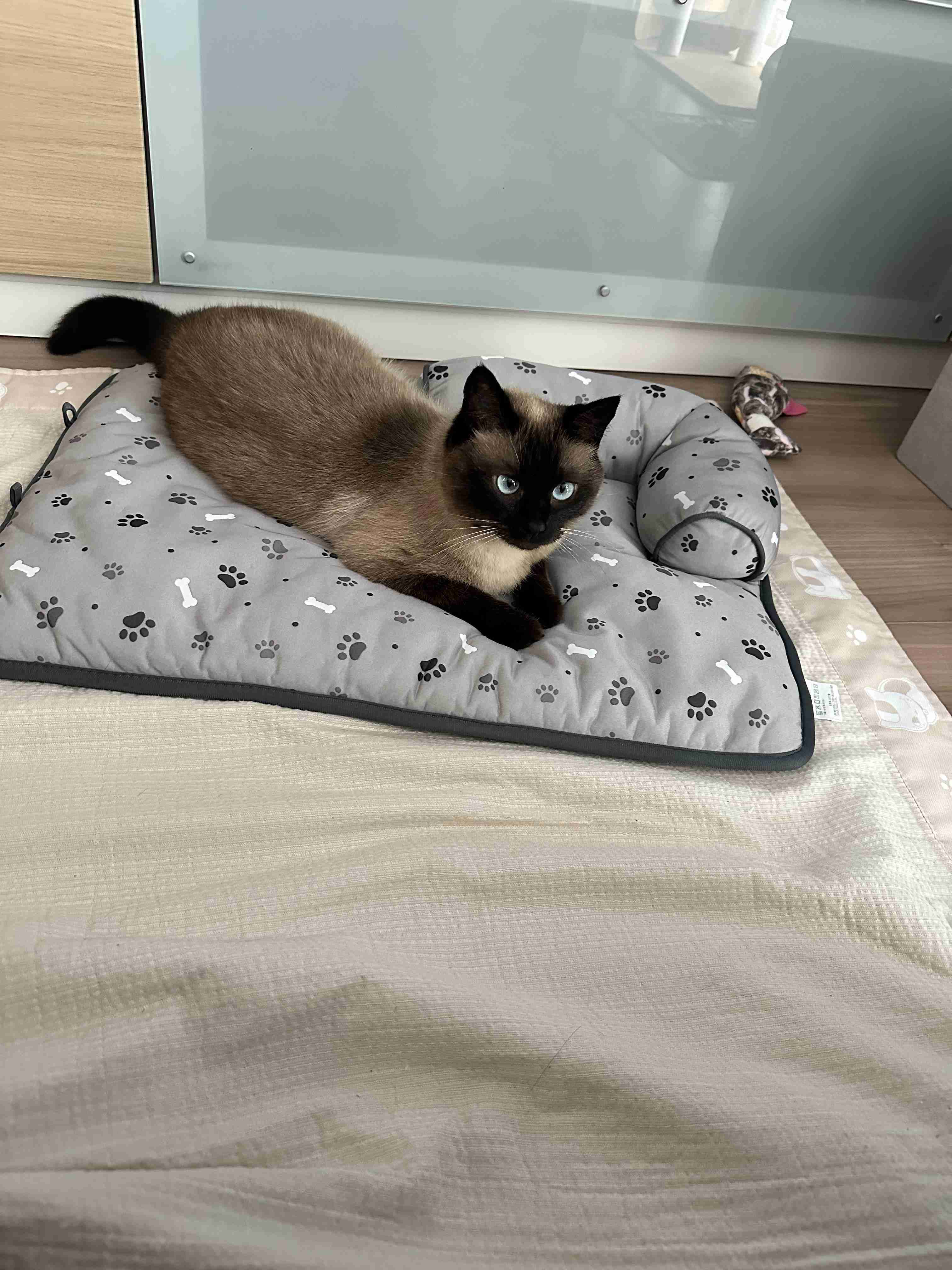 がるちゃん猫カフェ117号店開店しました♪(初めての方も大歓迎♪)
