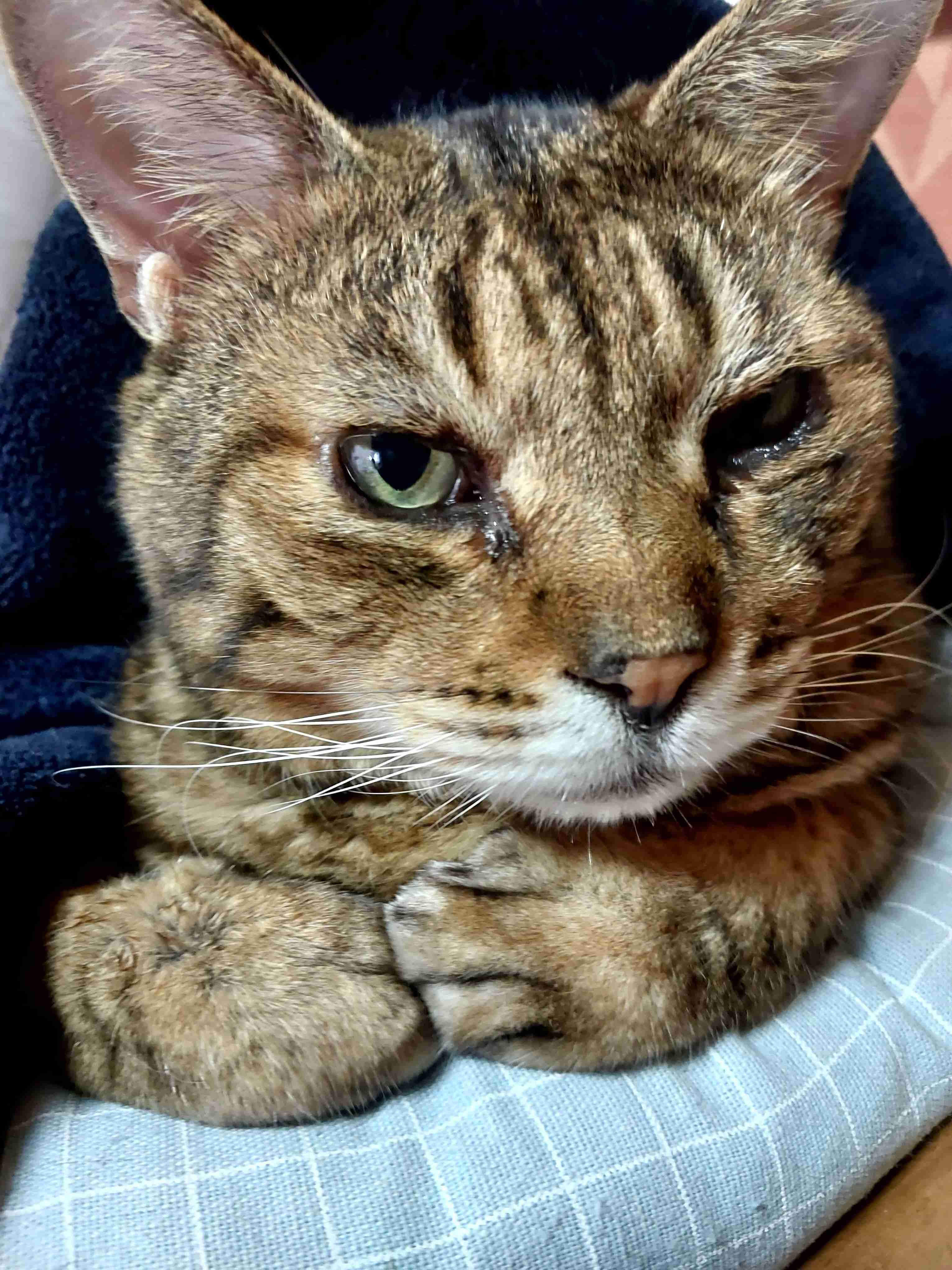 がるちゃん猫カフェ117号店開店しました♪(初めての方も大歓迎♪)