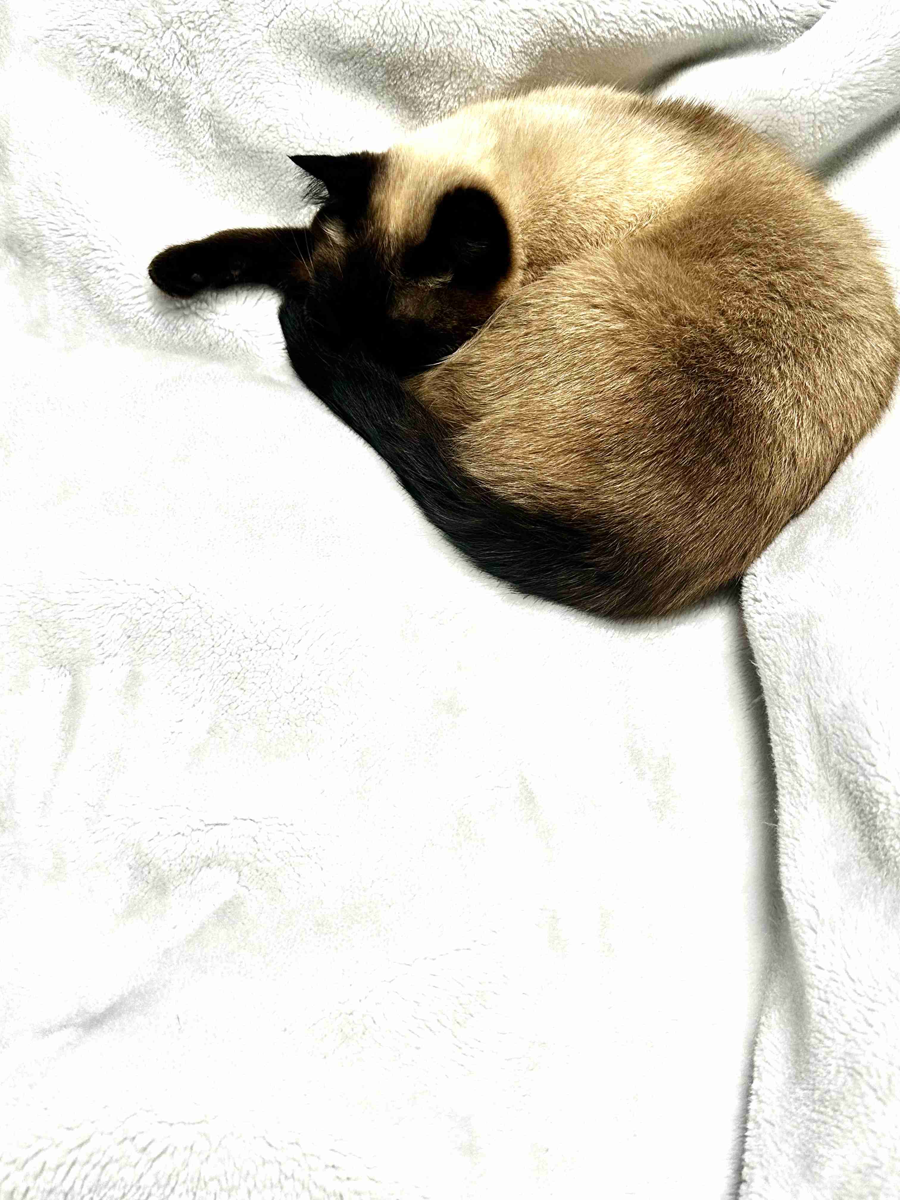 がるちゃん猫カフェ117号店開店しました♪(初めての方も大歓迎♪)