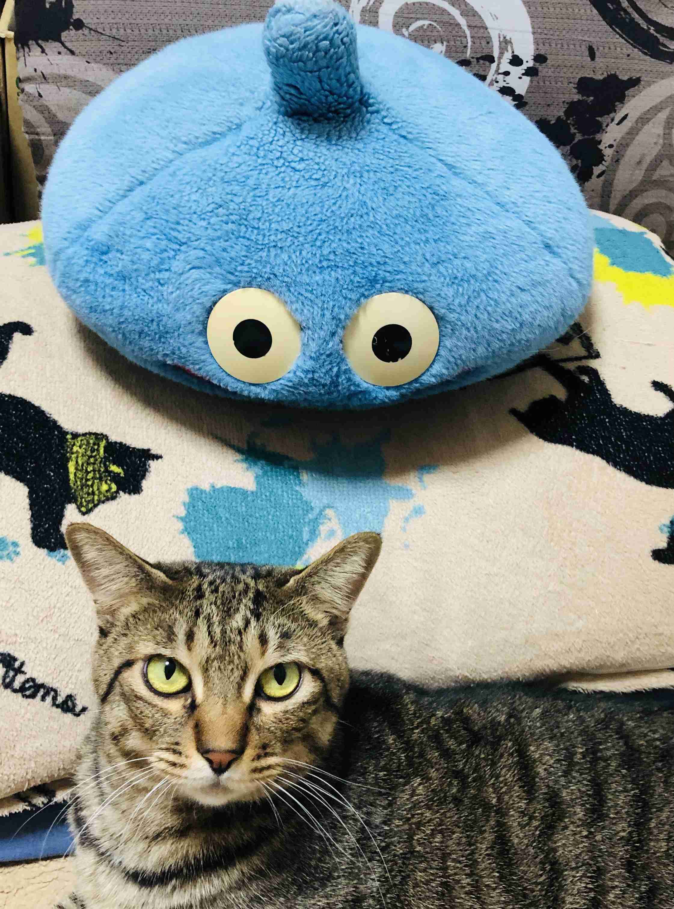 がるちゃん猫カフェ117号店開店しました♪(初めての方も大歓迎♪)
