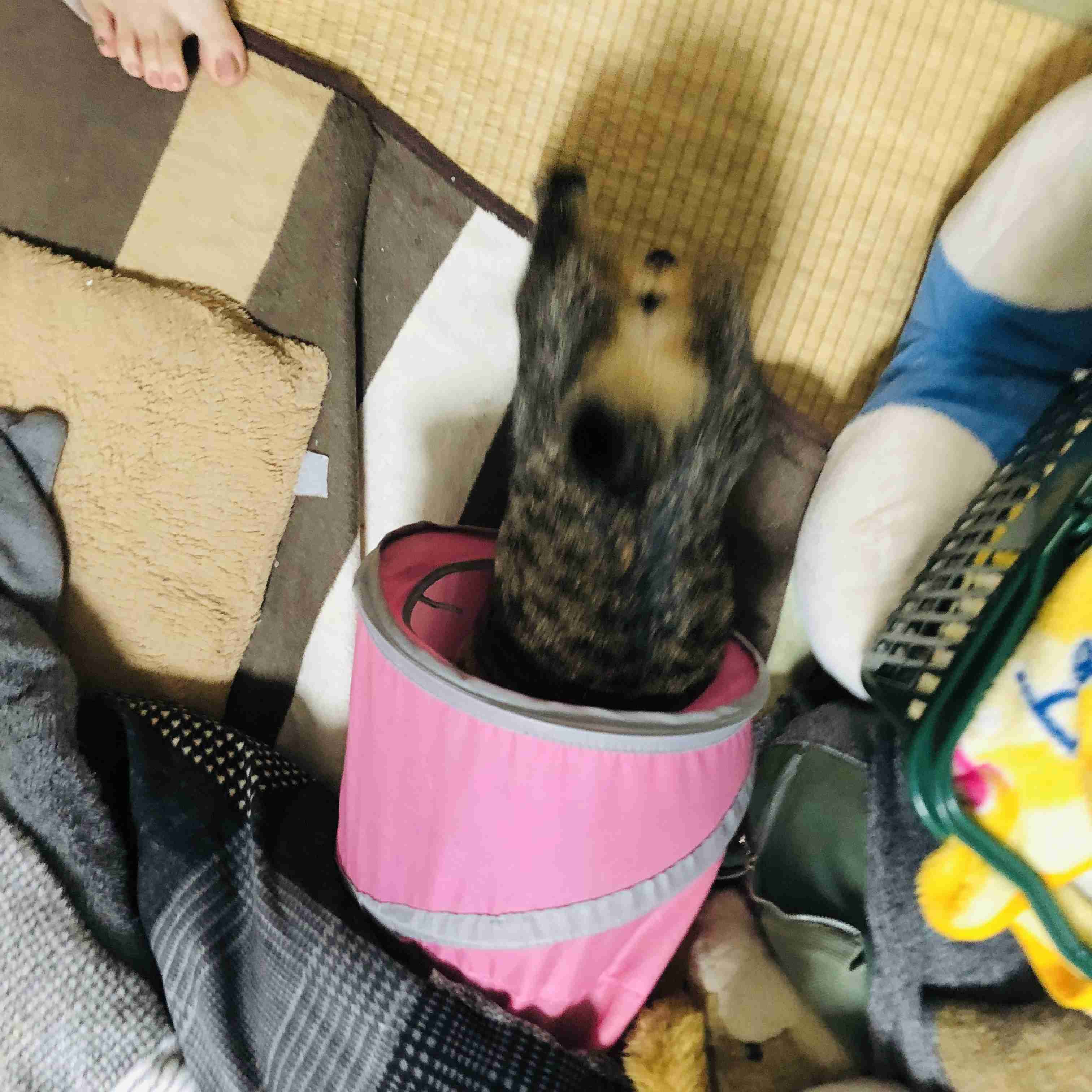 がるちゃん猫カフェ117号店開店しました♪(初めての方も大歓迎♪)