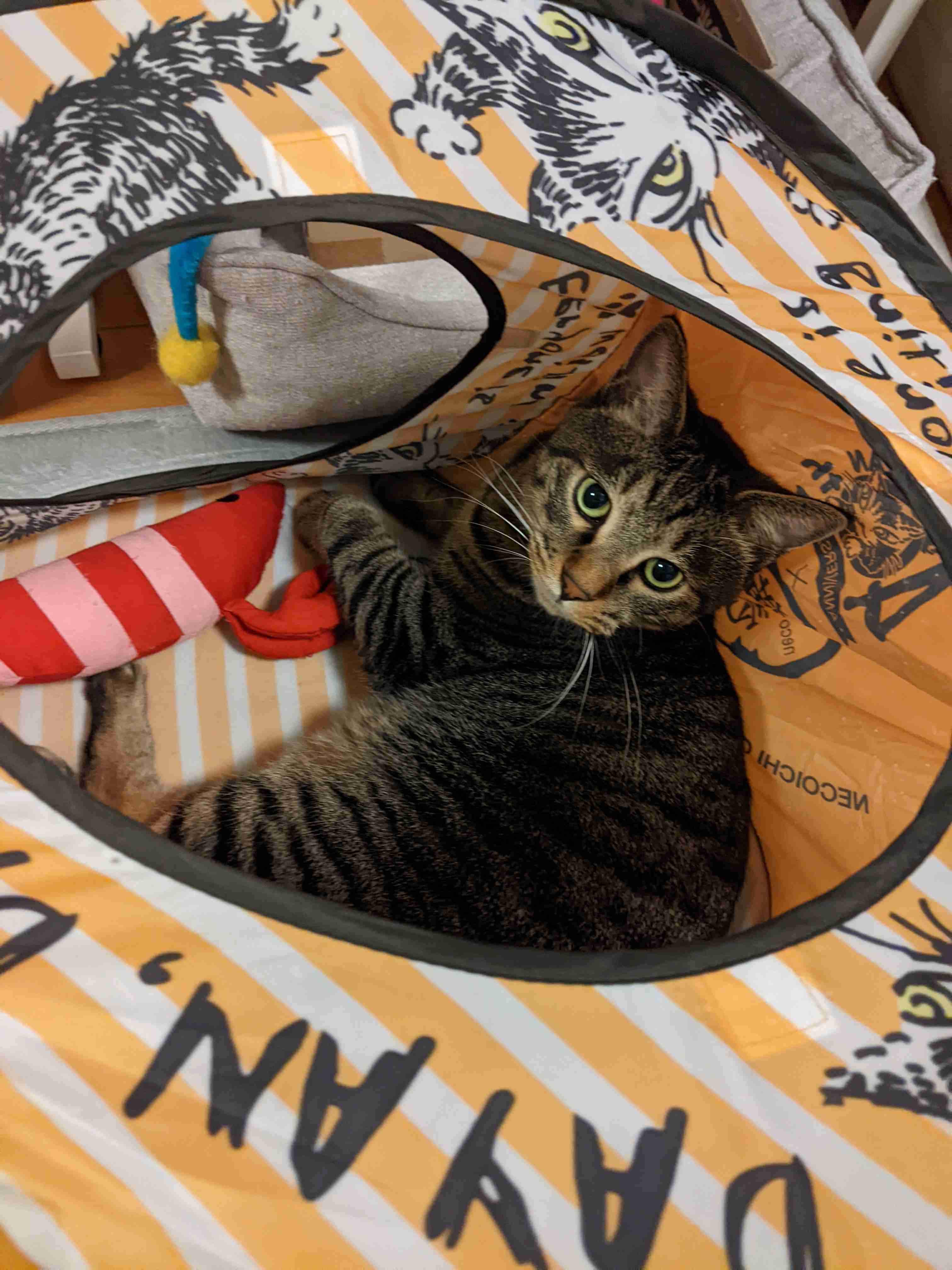 がるちゃん猫カフェ117号店開店しました♪(初めての方も大歓迎♪)