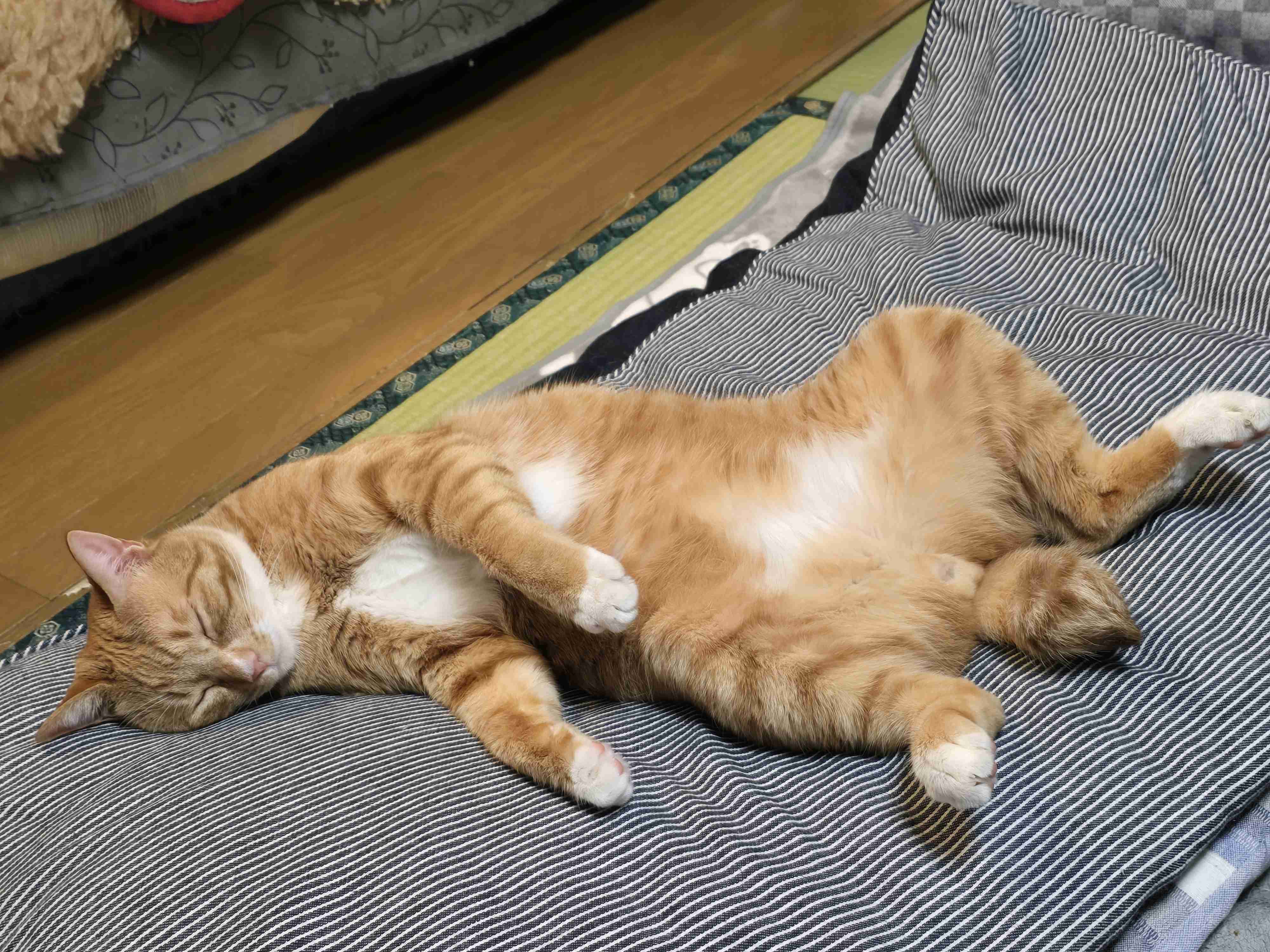 がるちゃん猫カフェ117号店開店しました♪(初めての方も大歓迎♪)