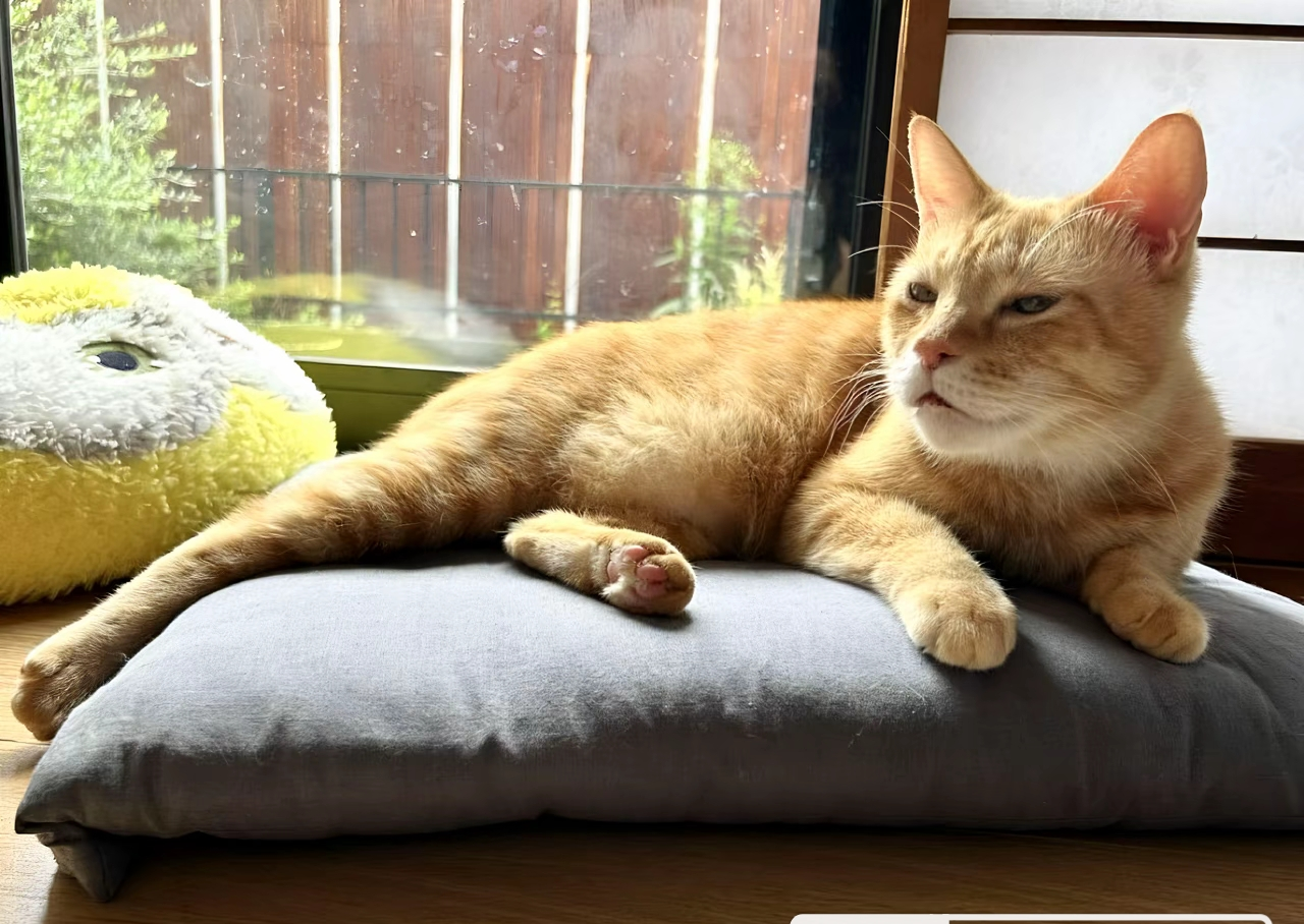 がるちゃん猫カフェ117号店開店しました♪(初めての方も大歓迎♪)