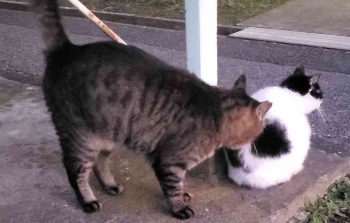 がるちゃん猫カフェ117号店開店しました♪(初めての方も大歓迎♪)