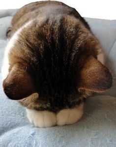 がるちゃん猫カフェ117号店開店しました♪(初めての方も大歓迎♪)