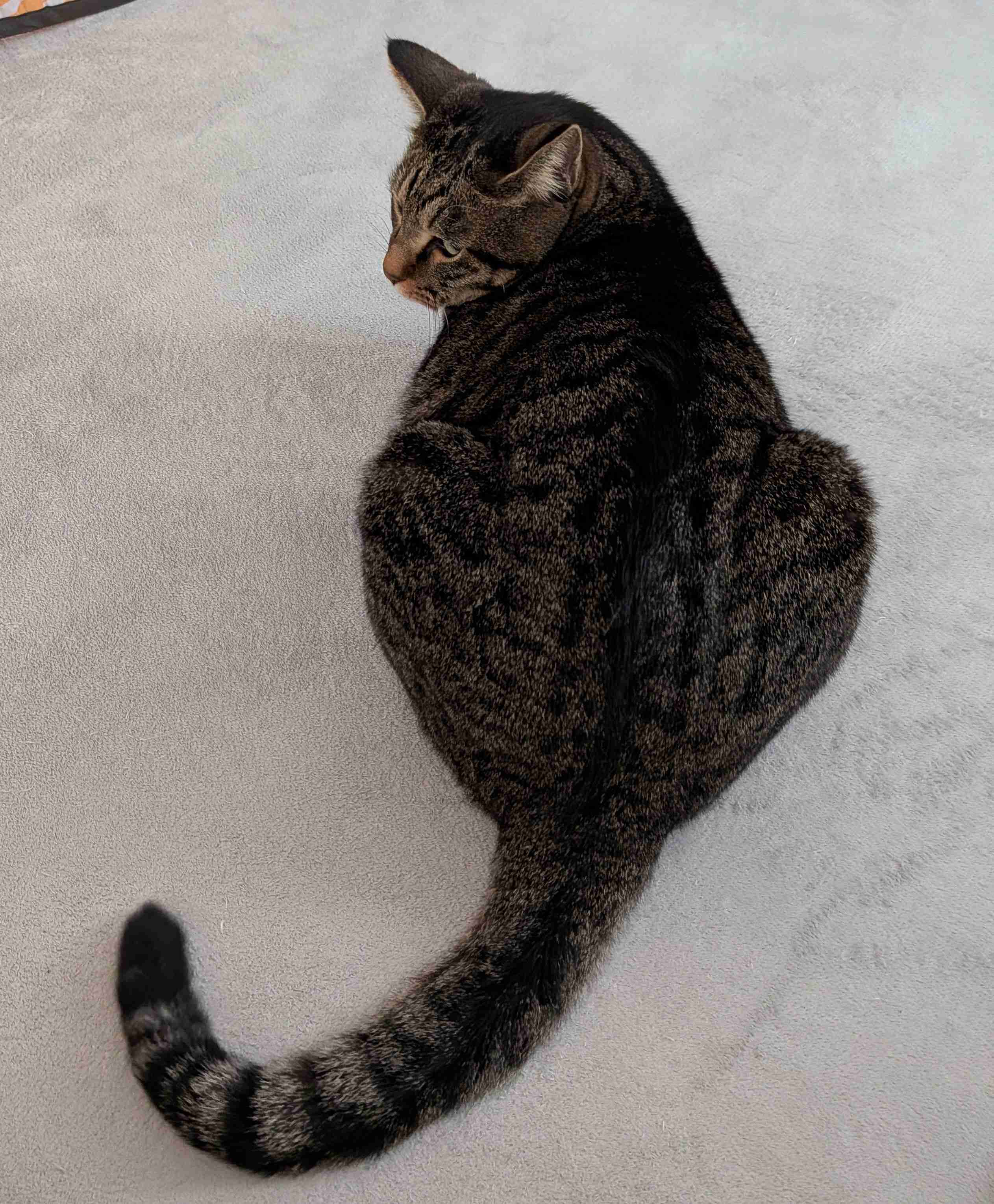 がるちゃん猫カフェ117号店開店しました♪(初めての方も大歓迎♪)