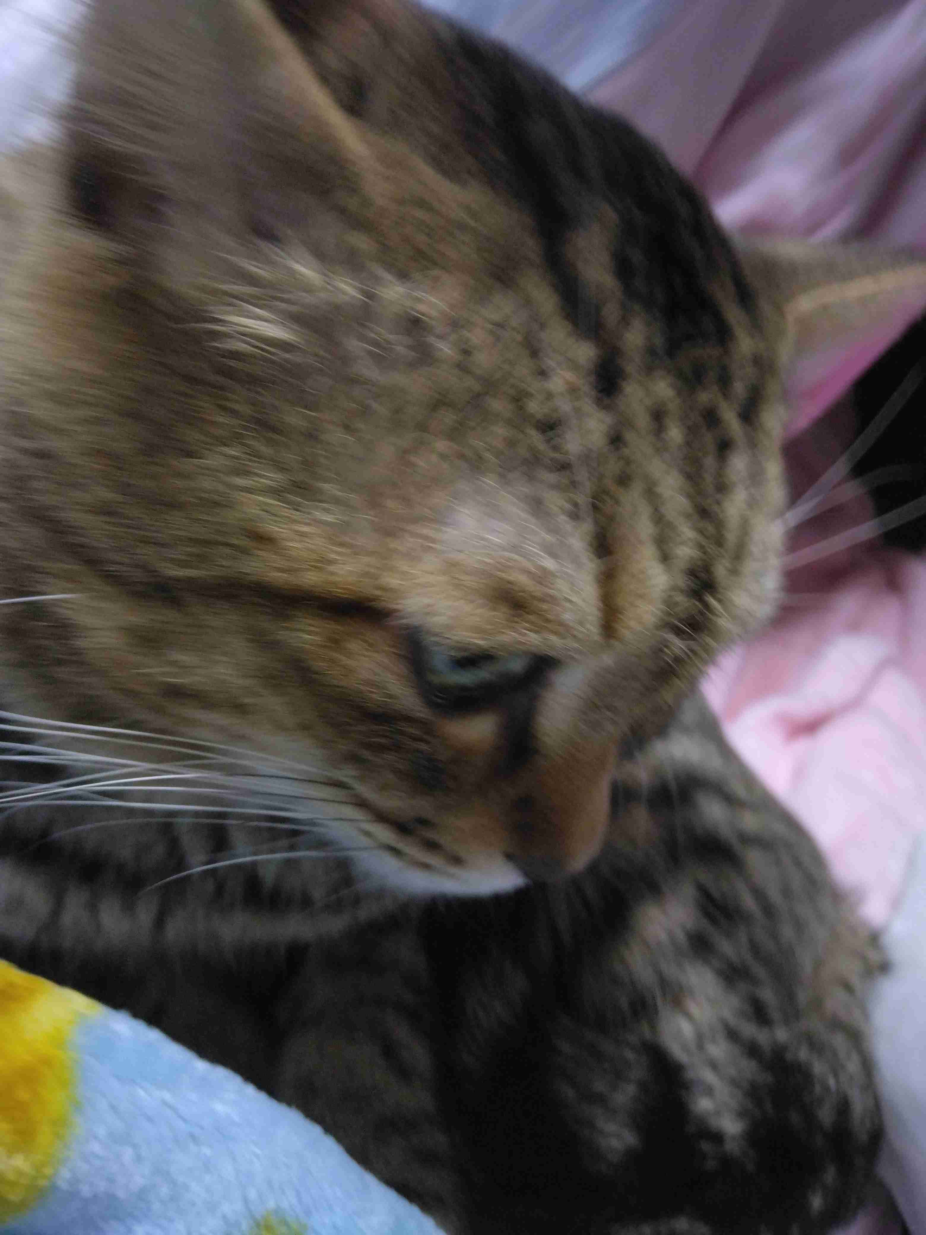 がるちゃん猫カフェ117号店開店しました♪(初めての方も大歓迎♪)
