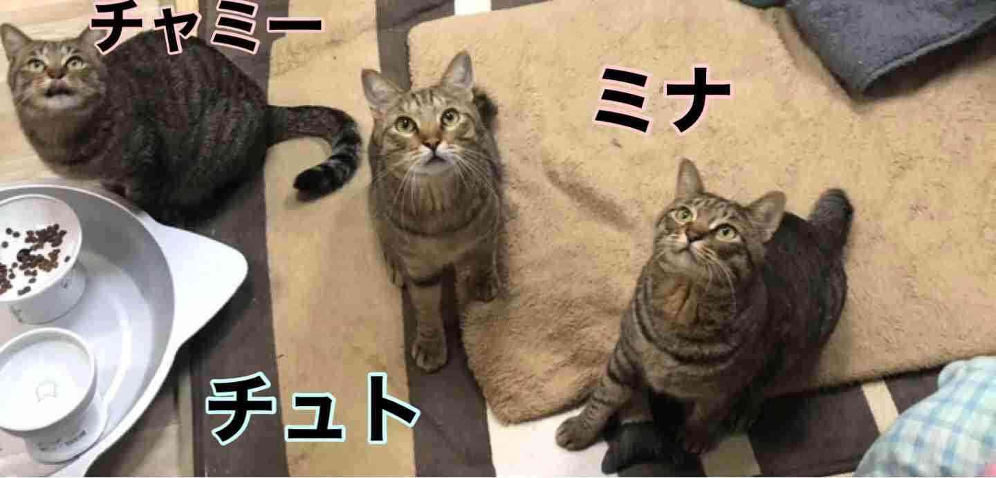 がるちゃん猫カフェ117号店開店しました♪(初めての方も大歓迎♪)