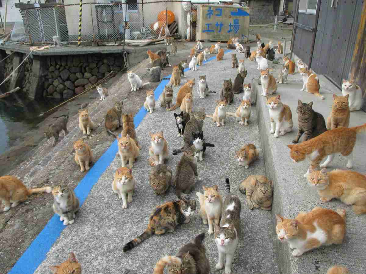 がるちゃん猫カフェ117号店開店しました♪(初めての方も大歓迎♪)