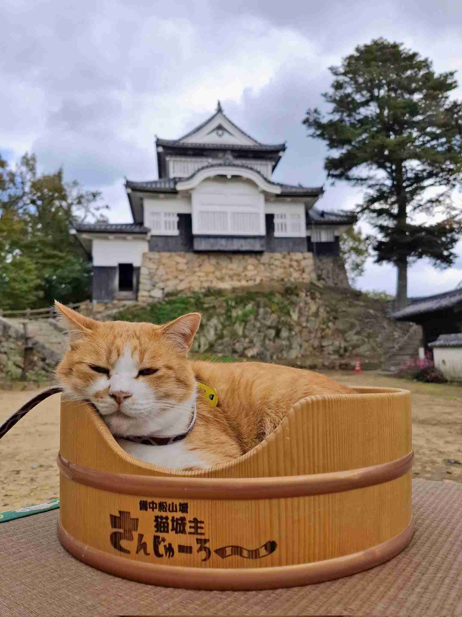 がるちゃん猫カフェ117号店開店しました♪(初めての方も大歓迎♪)