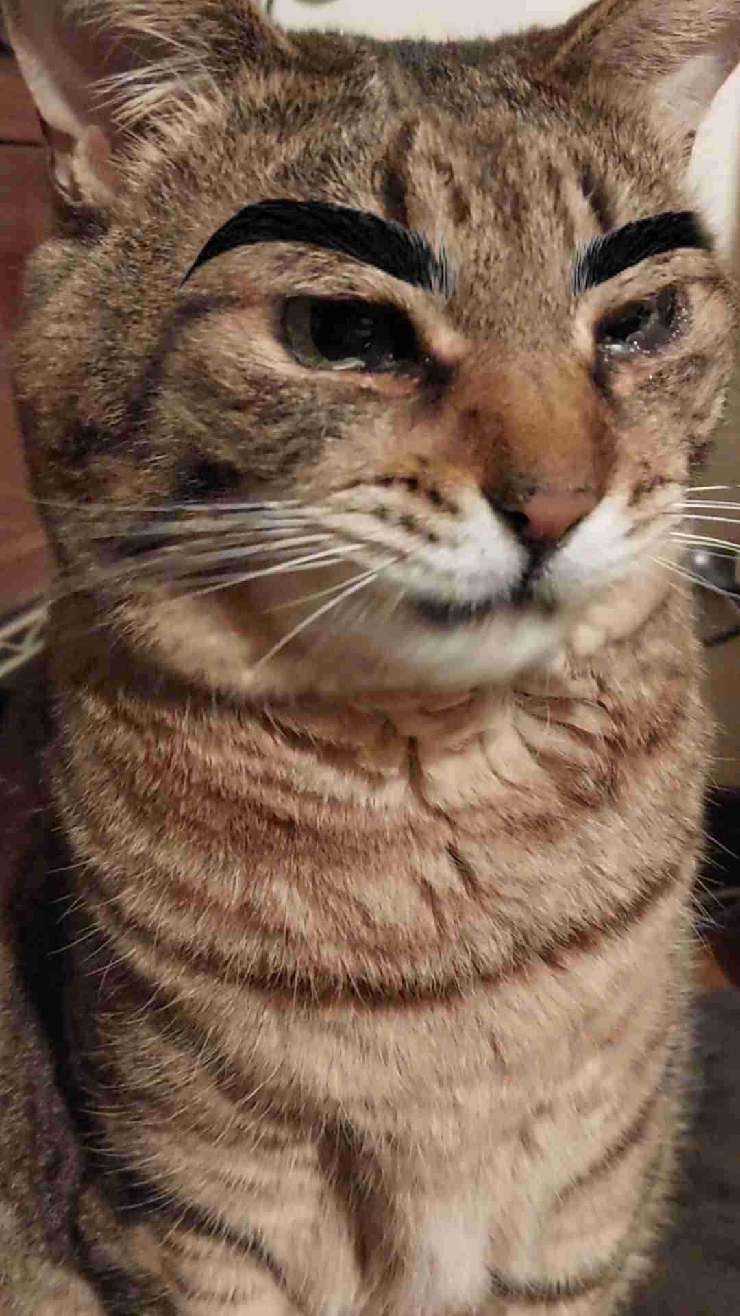 がるちゃん猫カフェ117号店開店しました♪(初めての方も大歓迎♪)