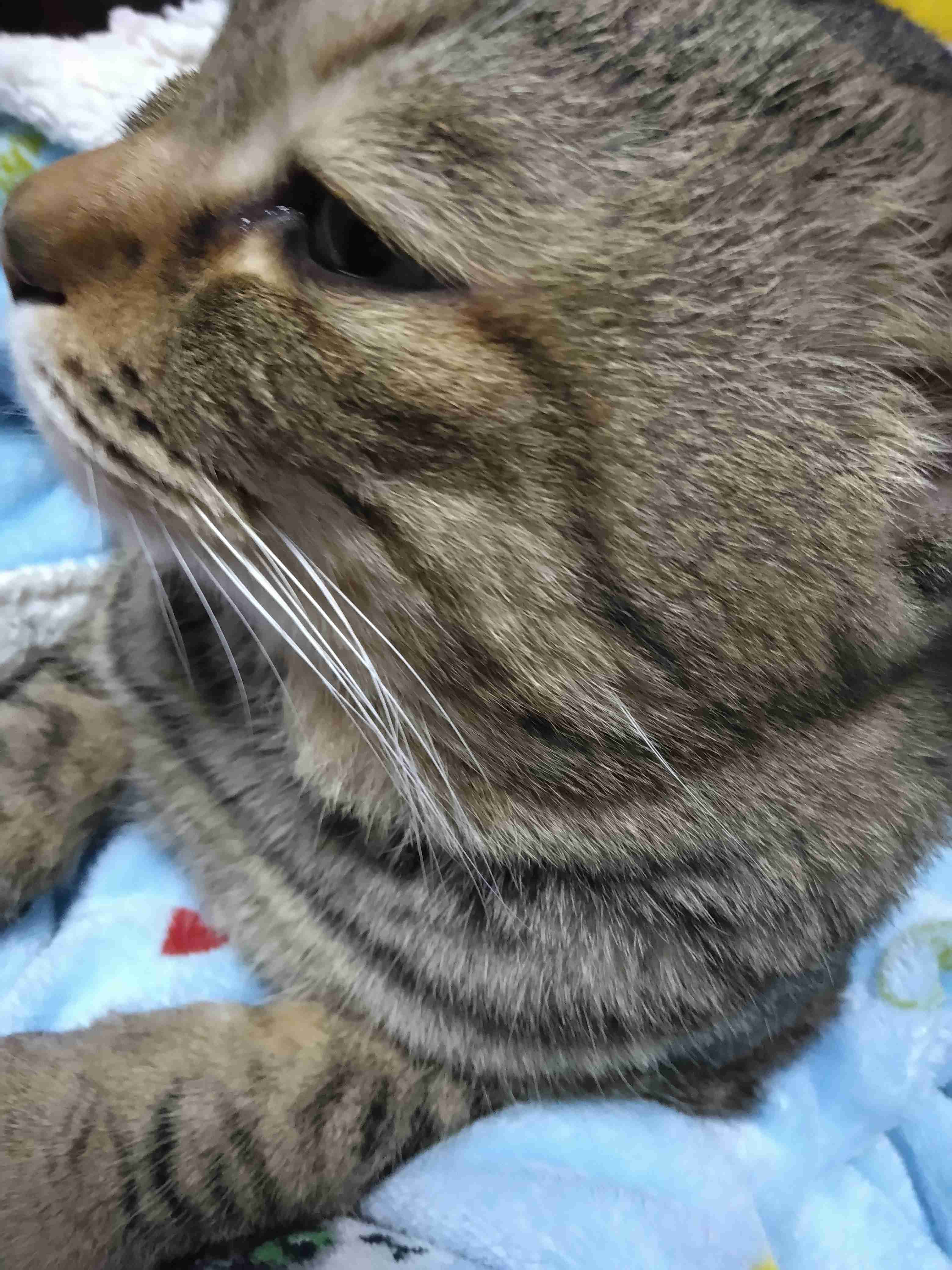 がるちゃん猫カフェ117号店開店しました♪(初めての方も大歓迎♪)