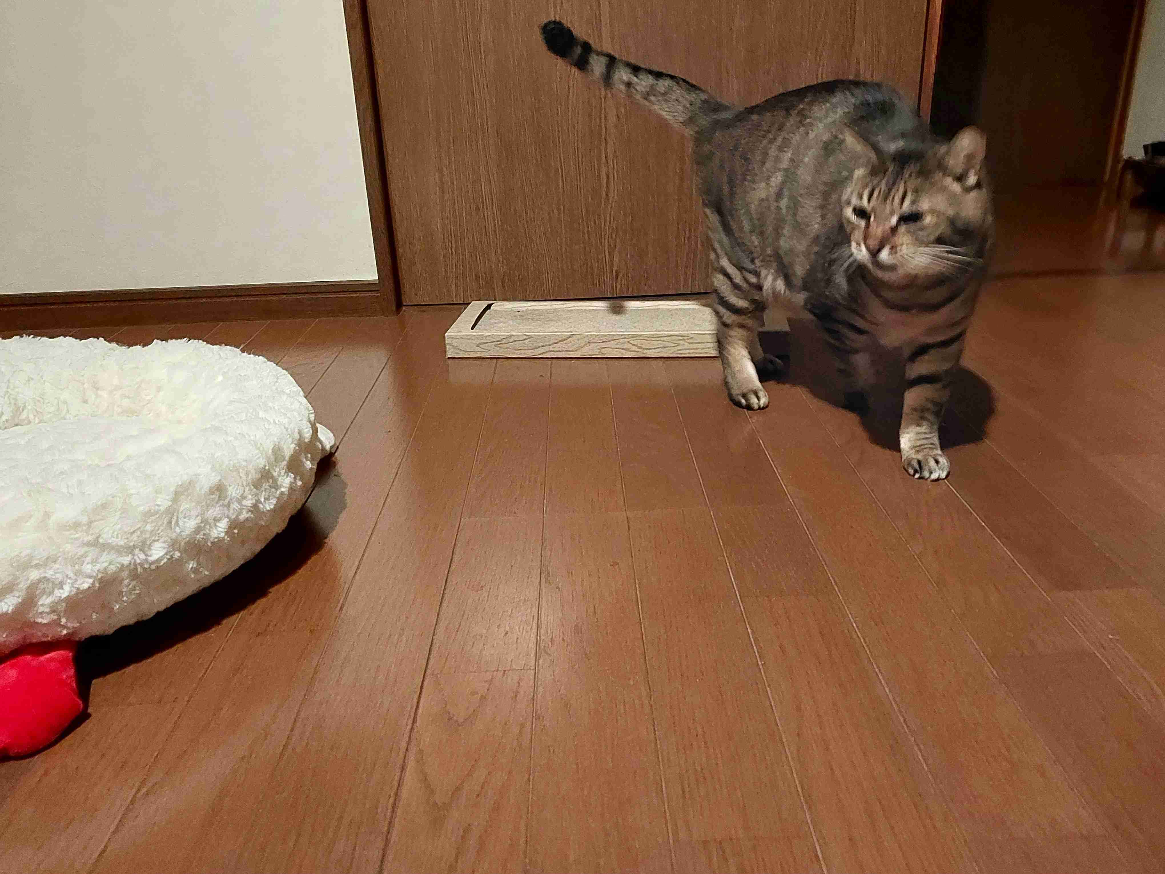 がるちゃん猫カフェ117号店開店しました♪(初めての方も大歓迎♪)