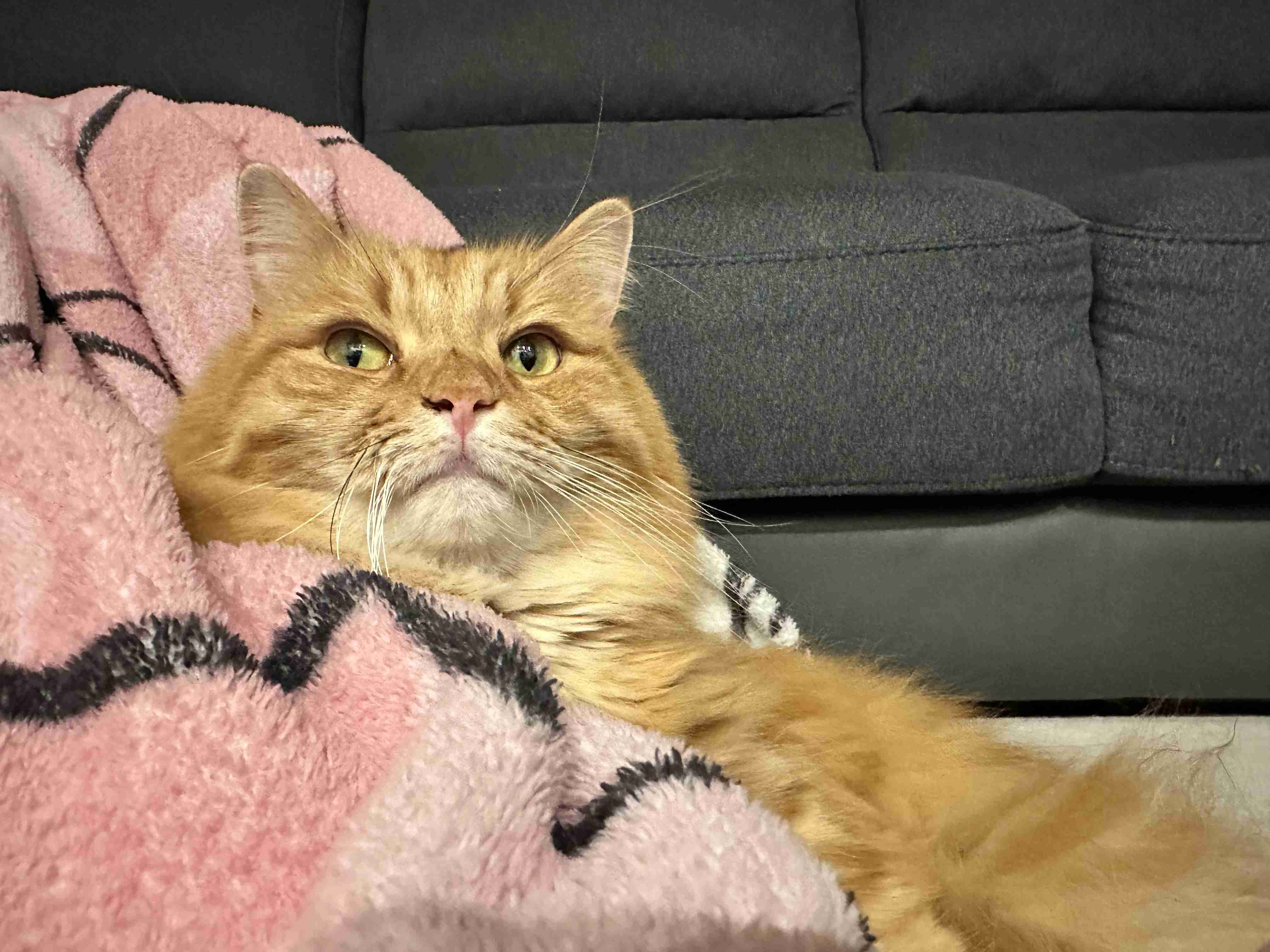 がるちゃん猫カフェ117号店開店しました♪(初めての方も大歓迎♪)