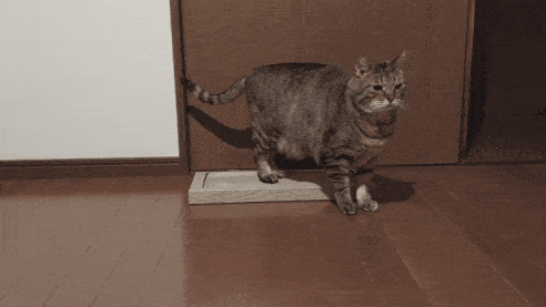がるちゃん猫カフェ117号店開店しました♪(初めての方も大歓迎♪)