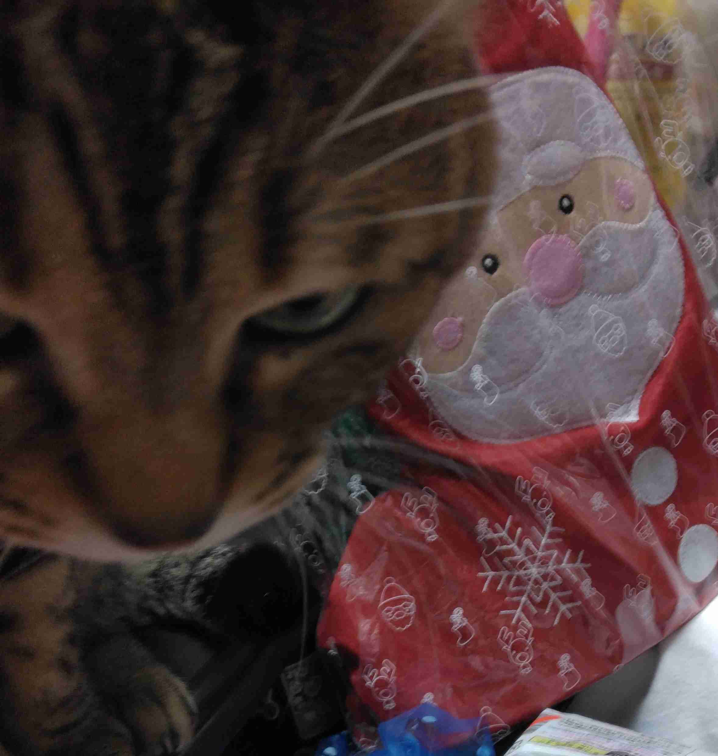 がるちゃん猫カフェ117号店開店しました♪(初めての方も大歓迎♪)