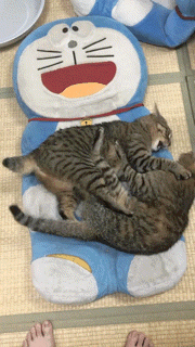 がるちゃん猫カフェ117号店開店しました♪(初めての方も大歓迎♪)