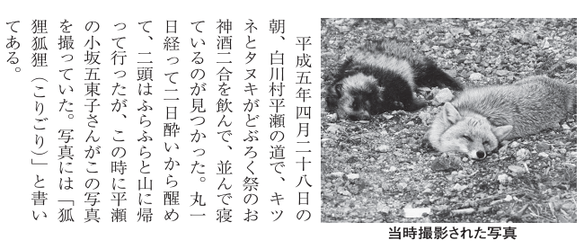 酒屋に侵入したアライグマが酒をガブ飲み。酔っぱらってトイレで行き倒れる