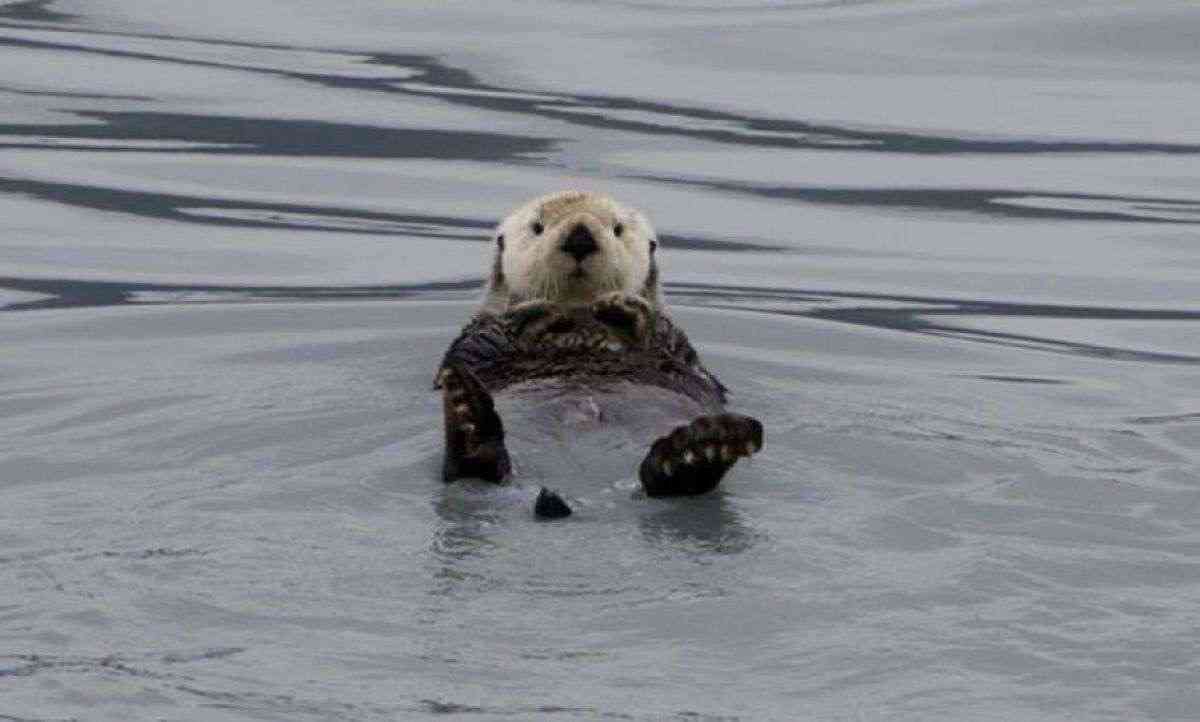 【津波注意報】北海道〜東北の太平洋側に発表 ただちに海岸から離れて