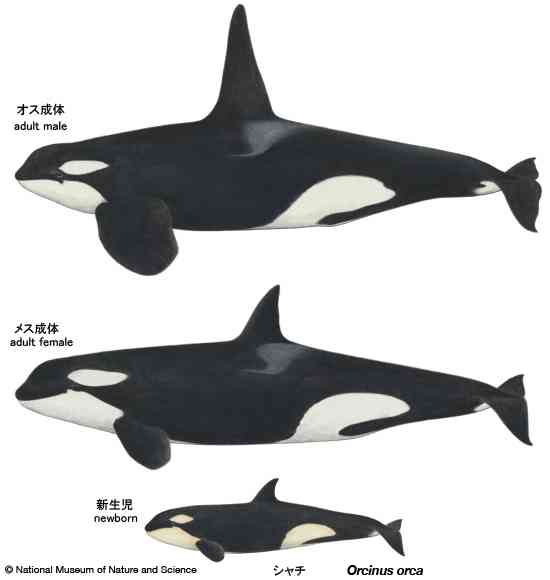 国内“ゼロパンダ”で失われる経済効果 1年間で約195億円 関西大宮本名誉教授が分析