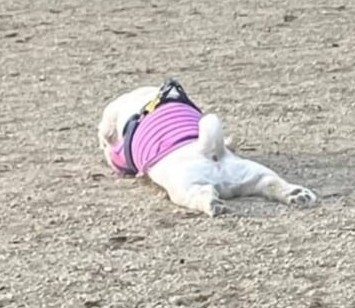 ドッグランデビュー失敗しました…