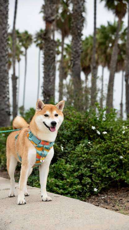 【猫や犬など】オス♂メス♀【性格の違い】