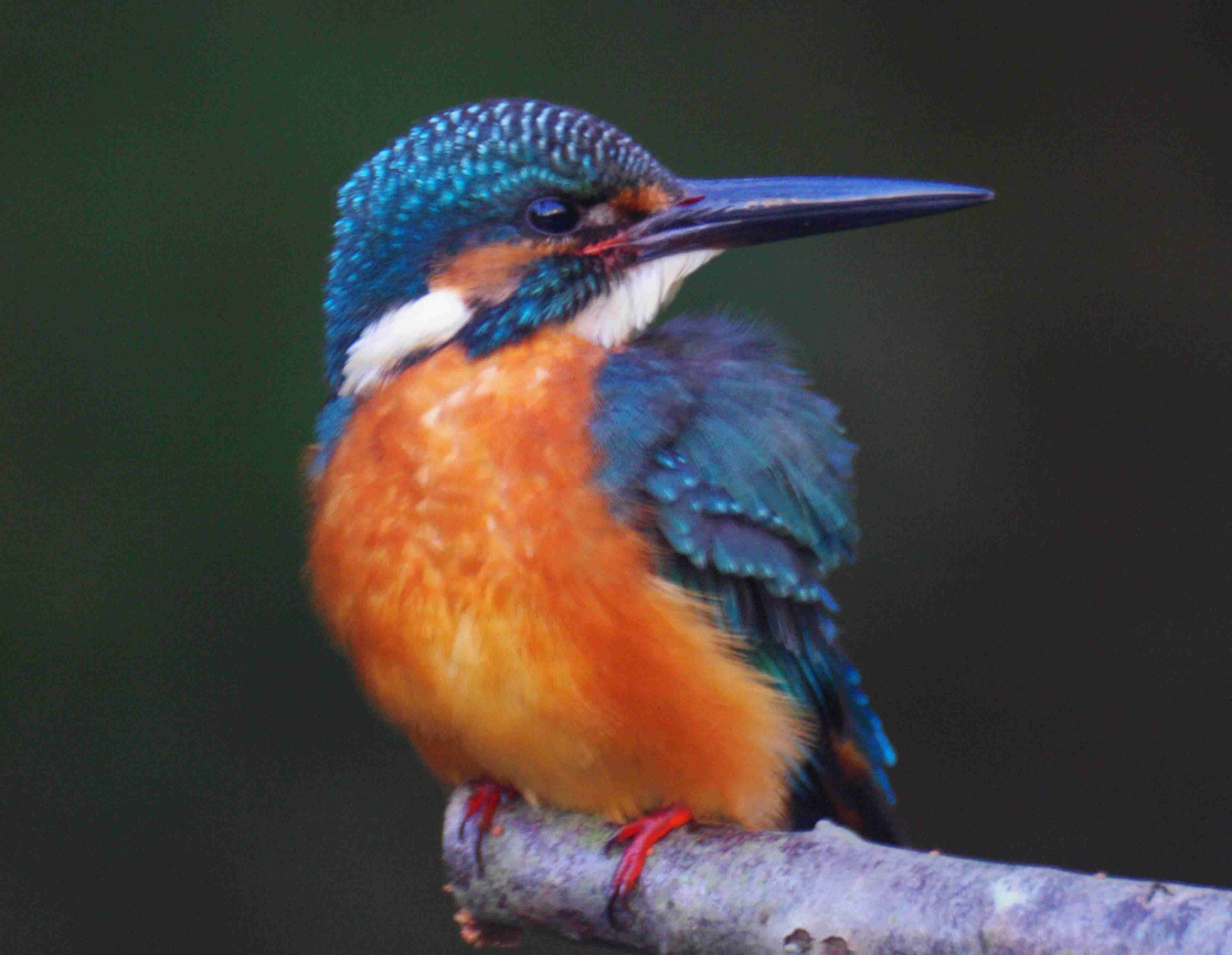 🐂今日、ペット以外で見かけた動物は何ですか?