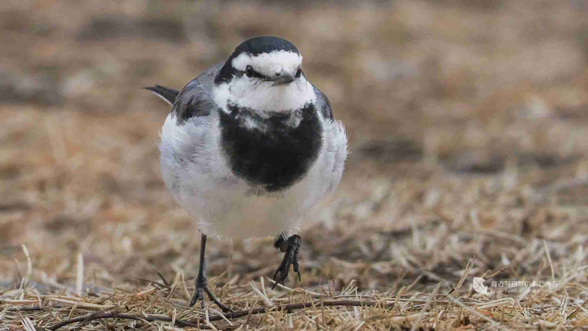 🐂今日、ペット以外で見かけた動物は何ですか?